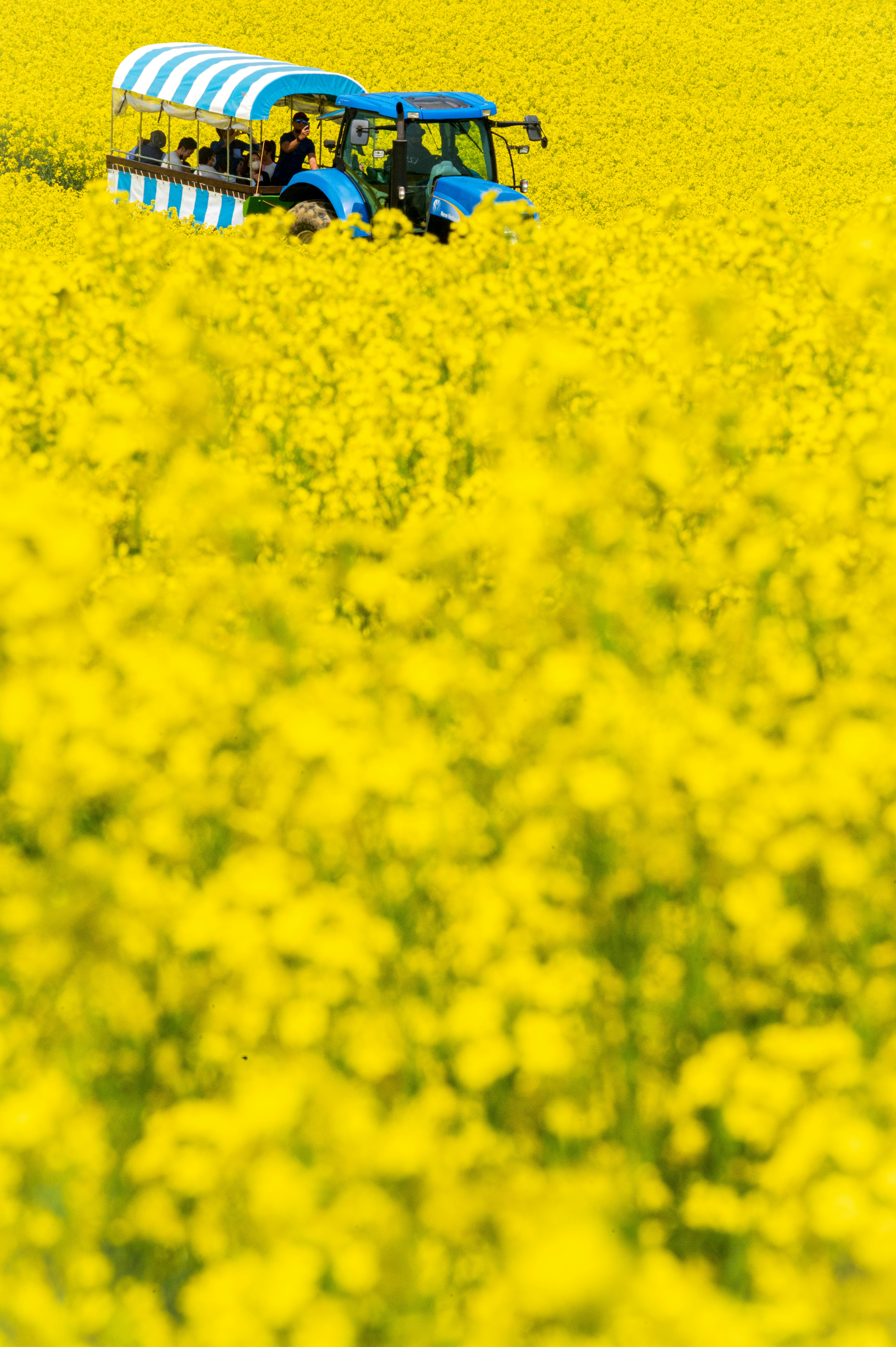 黄色い菜の花畑の中にある青いトラクターと乗客