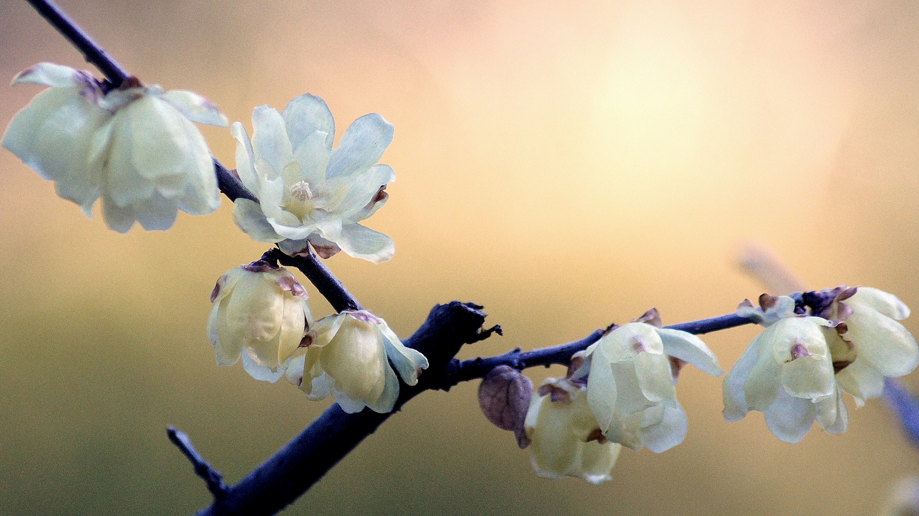 Primo piano di un ramo con fiori pallidi