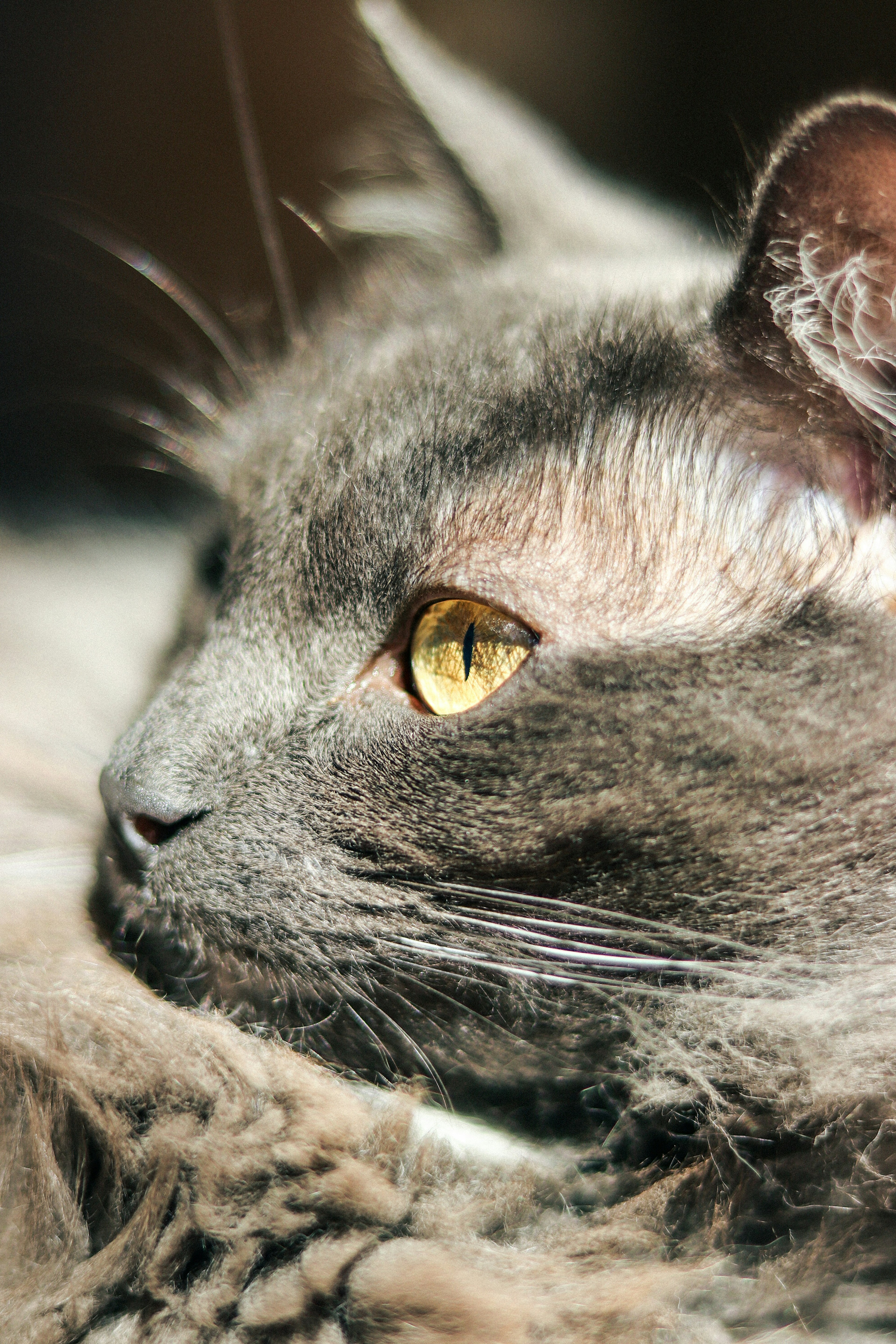 Close-up of a gray cat's profile with golden eyes