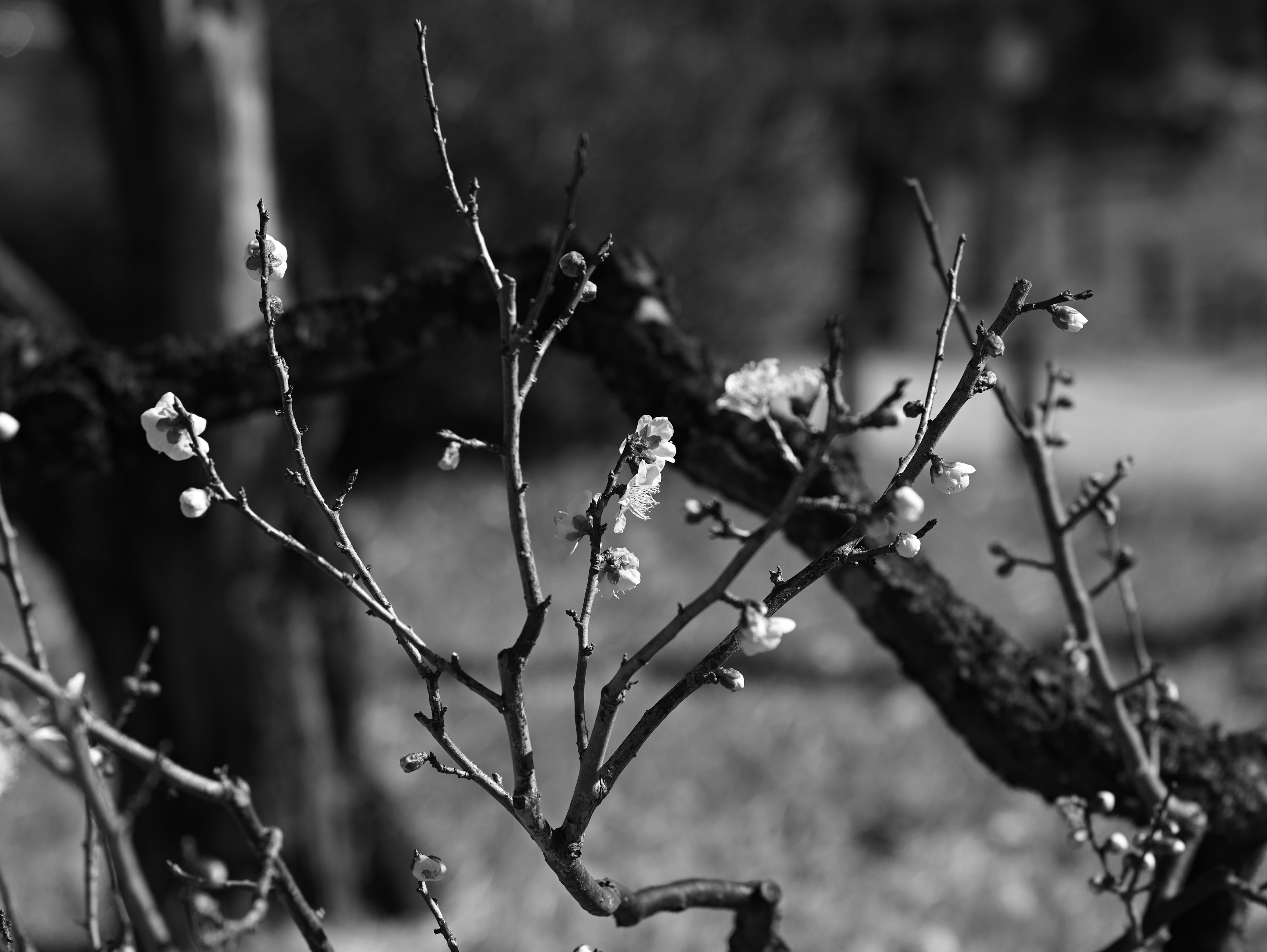 Rama delgada con brotes de flores en fondo blanco y negro