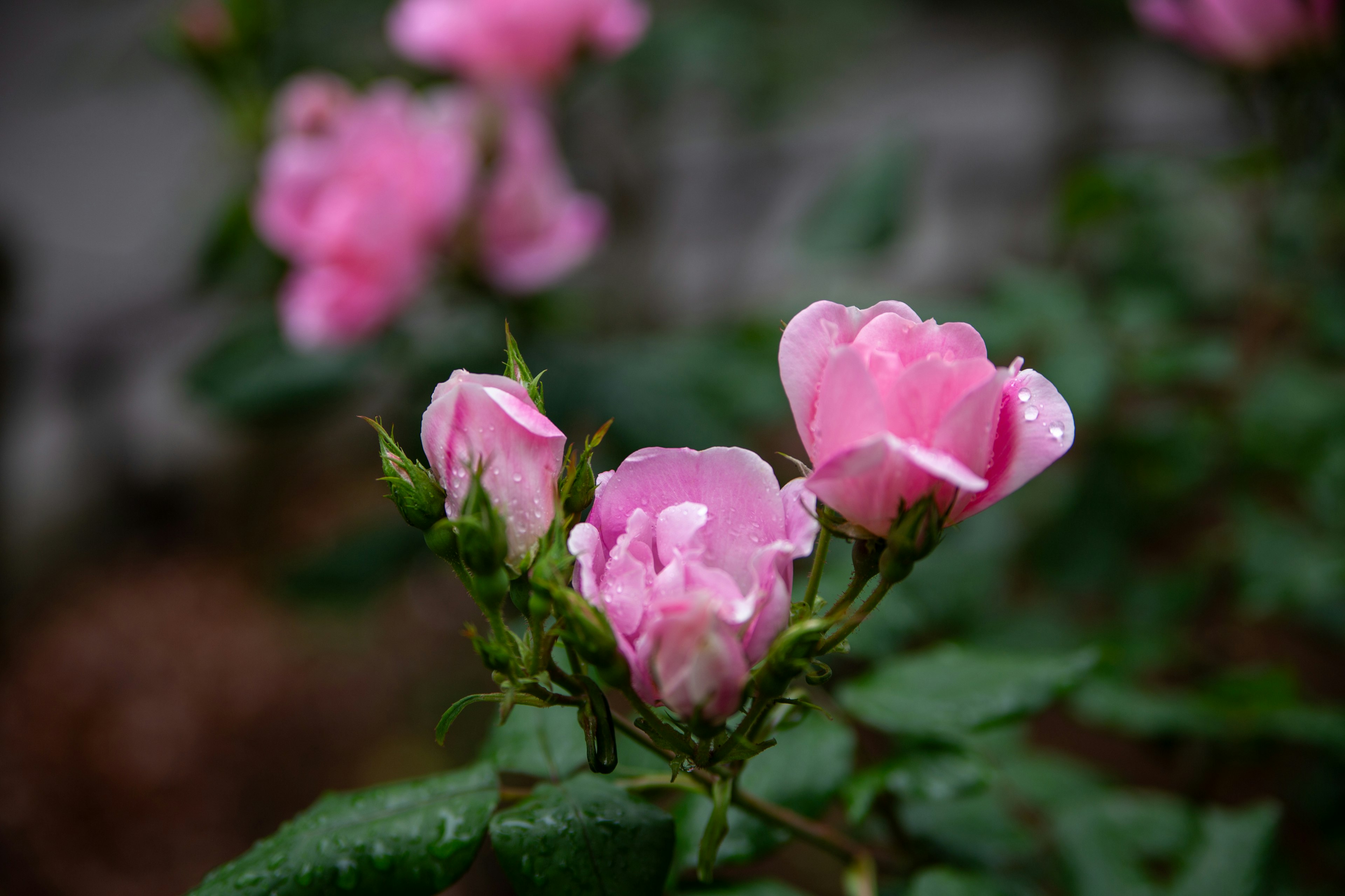 粉紅玫瑰花上沾有雨滴