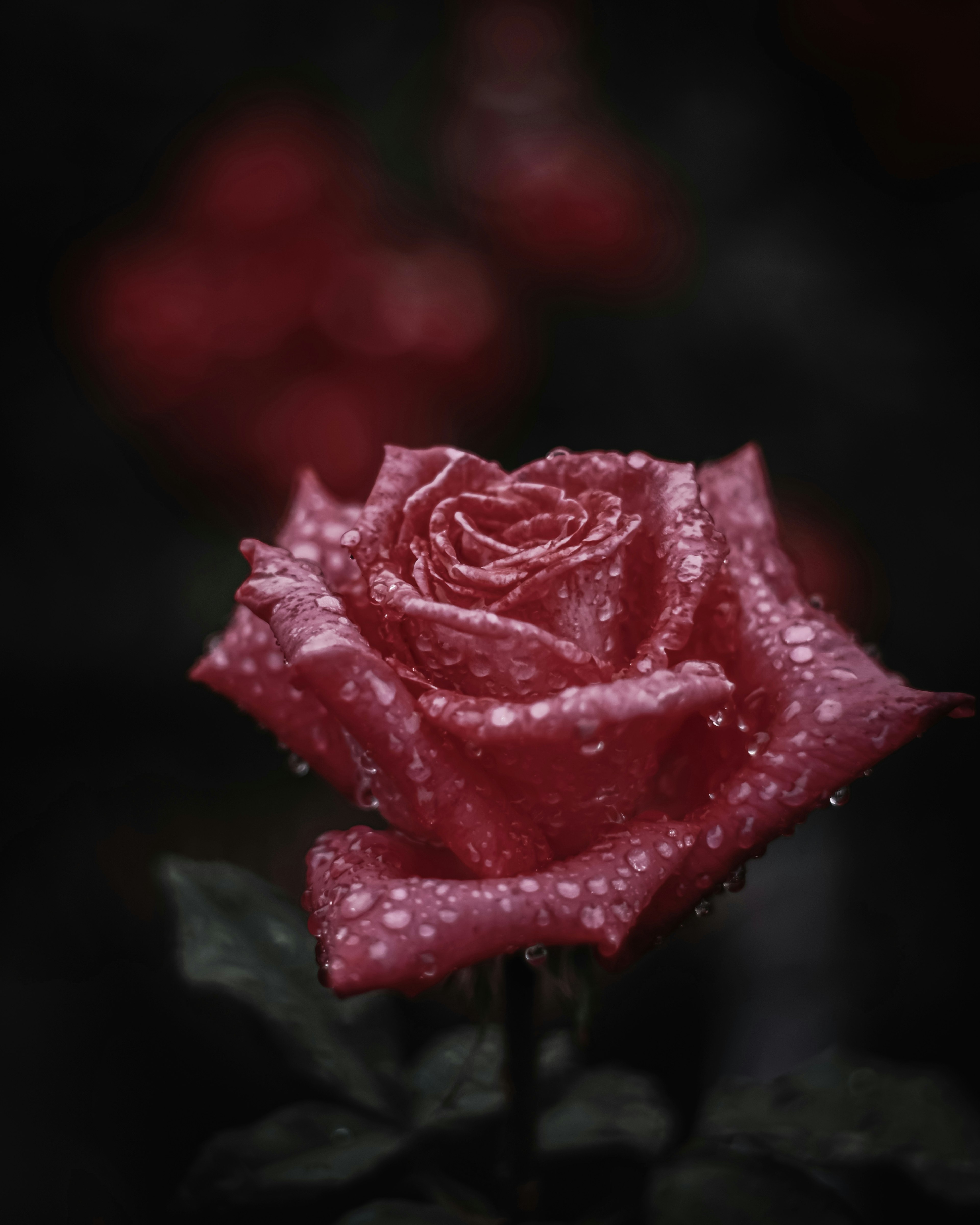 A beautiful red rose covered in raindrops stands out against a dark background