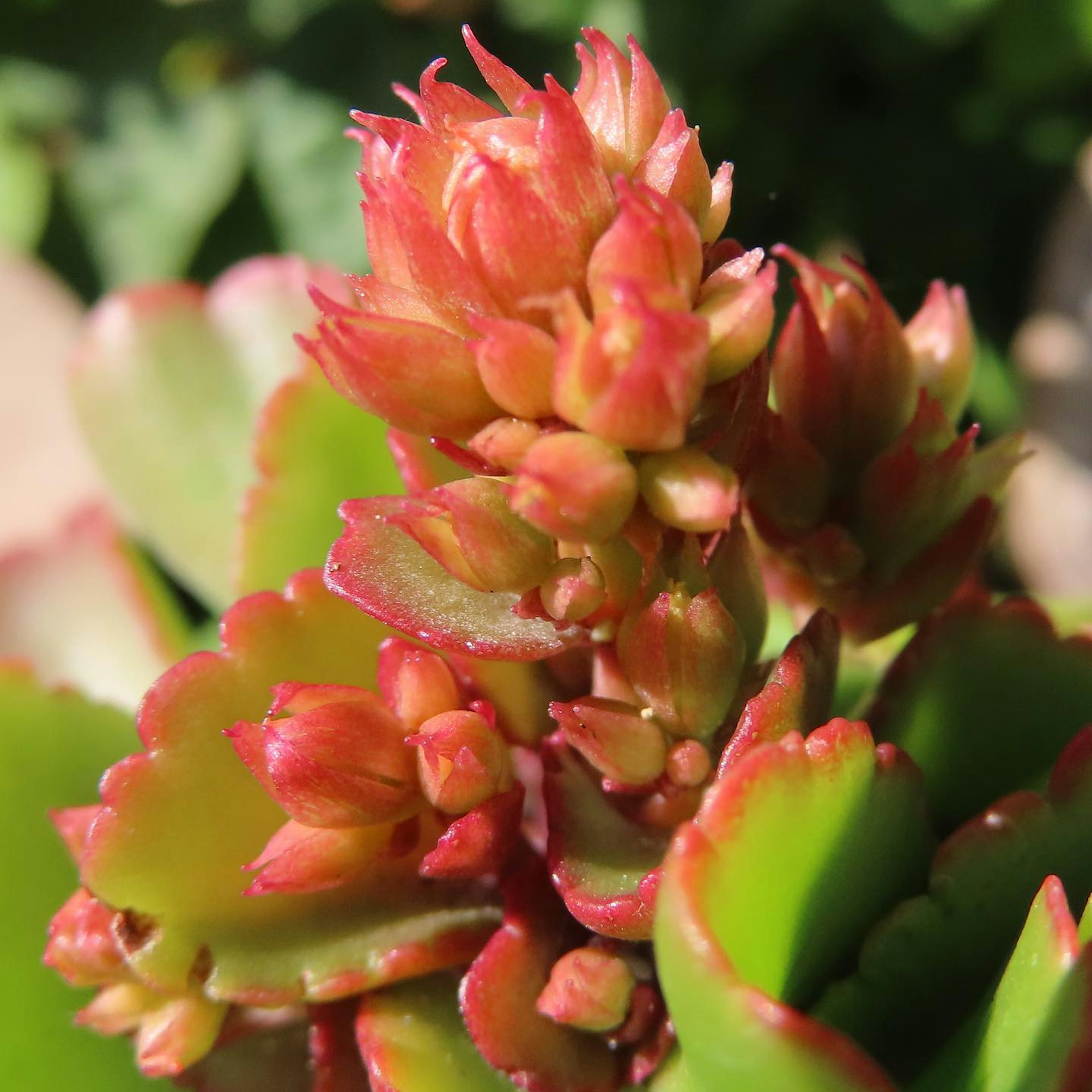 Primo piano di una pianta succulenta con foglie verdi vibranti e fiori rossi