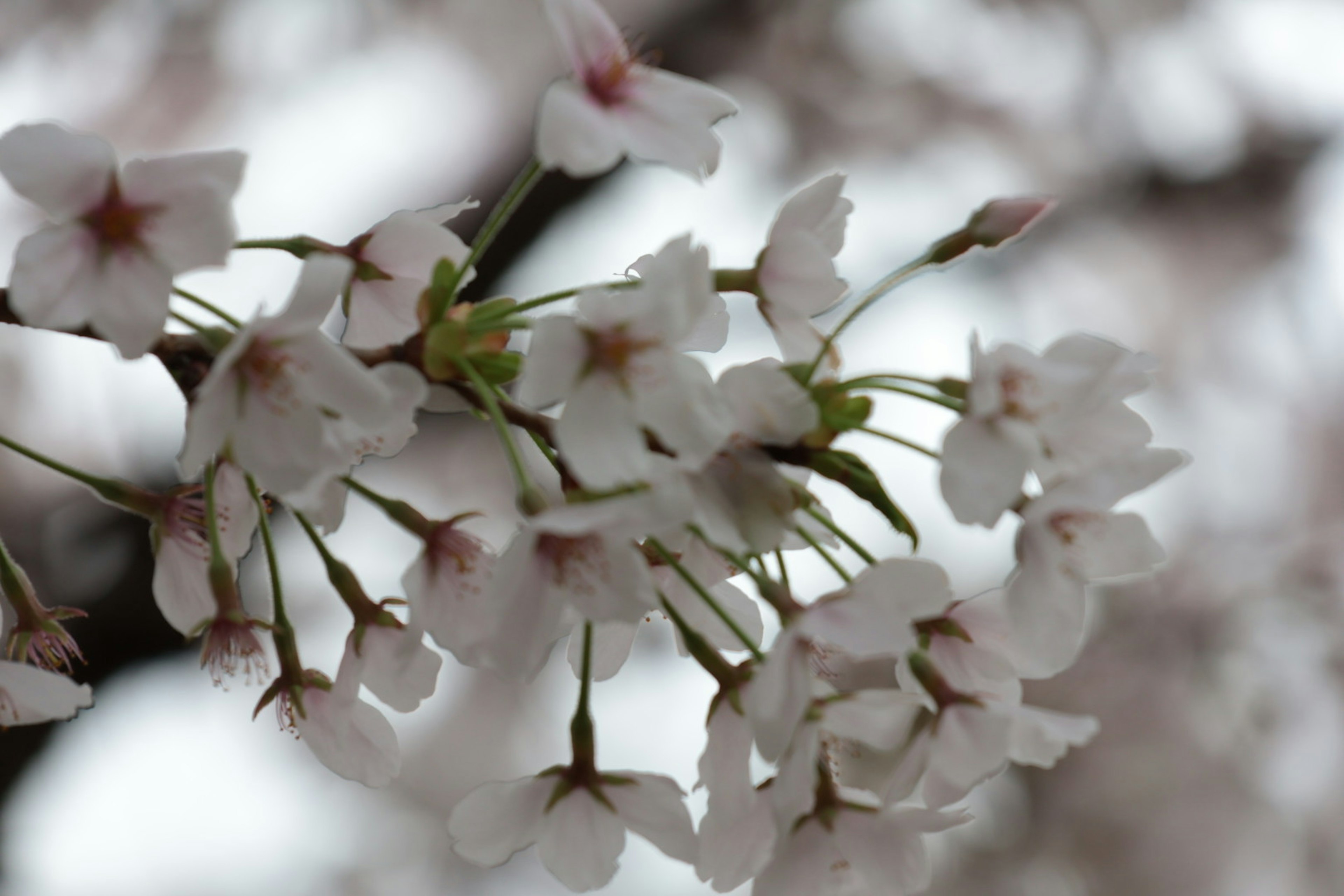 桜の花が咲いている枝のアップ