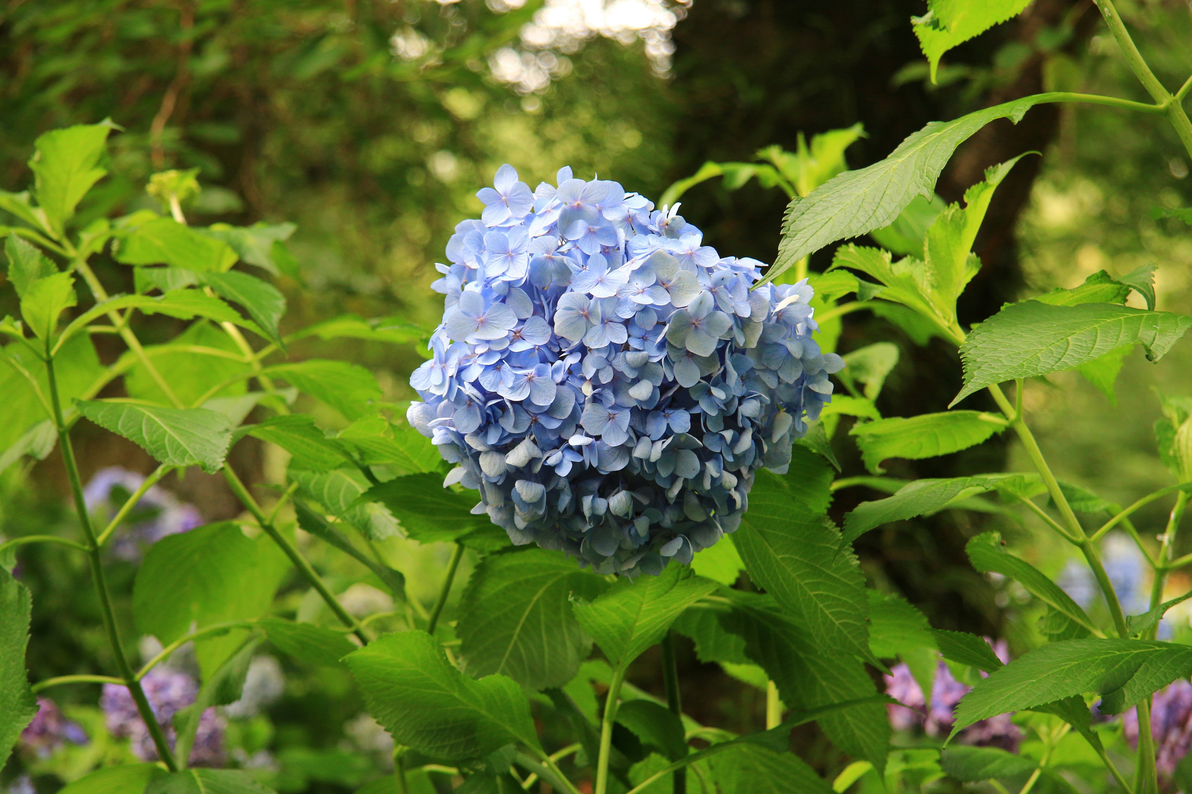 Blue hydrangea flower surrounded by green leaves