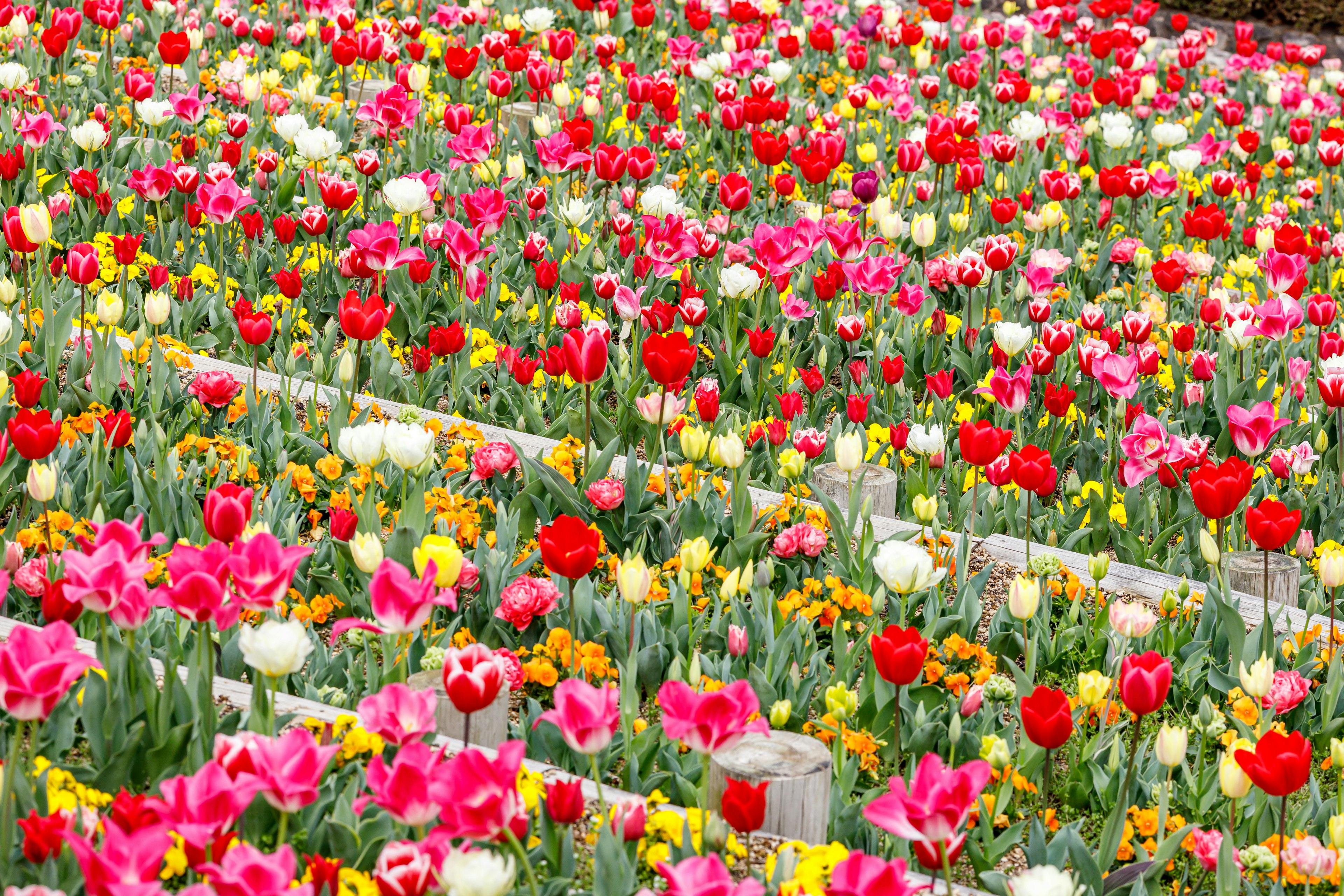 Vibrant tulips and marigolds blooming in a colorful flower field