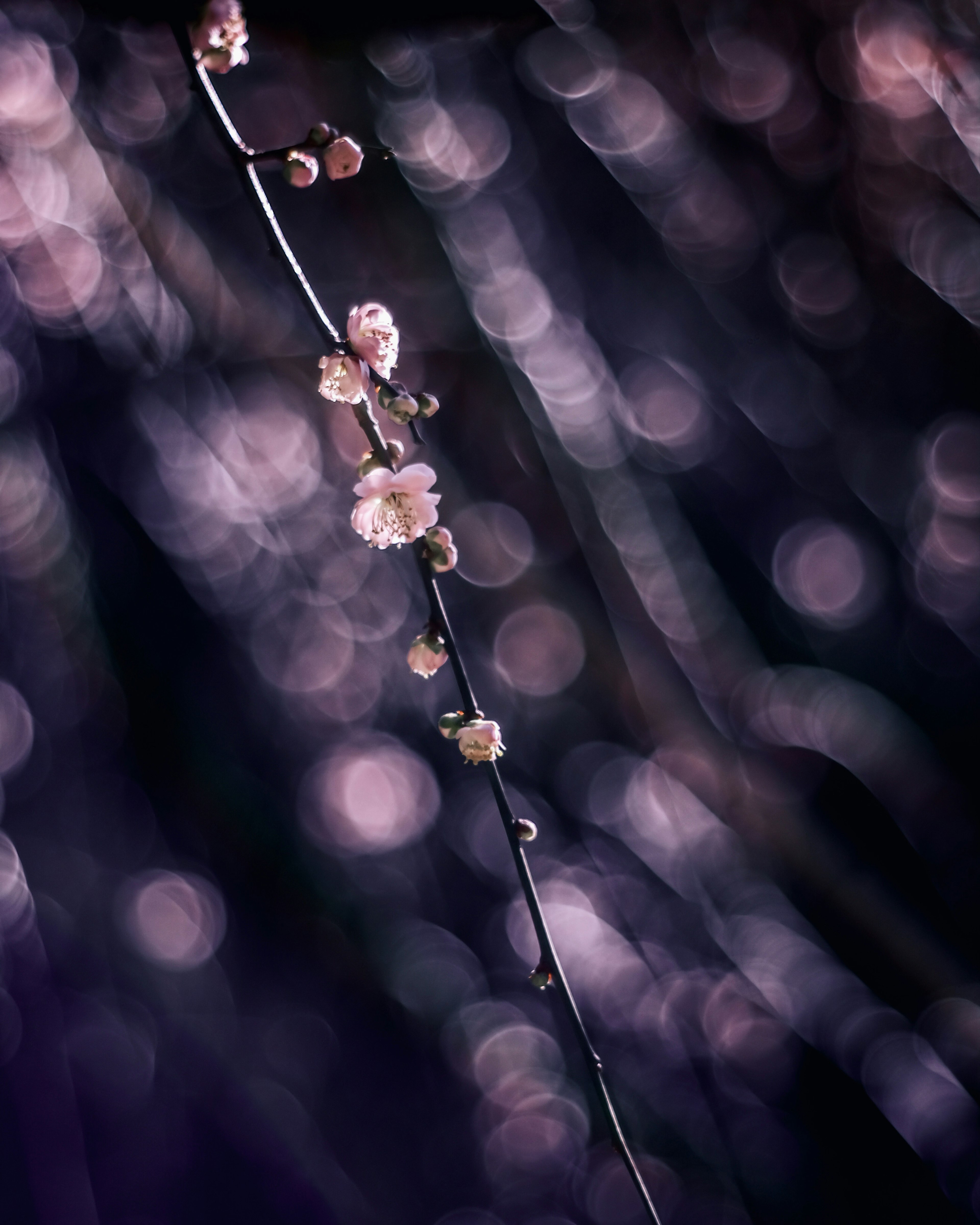 A delicate branch of pink flowers against a dark blurred background