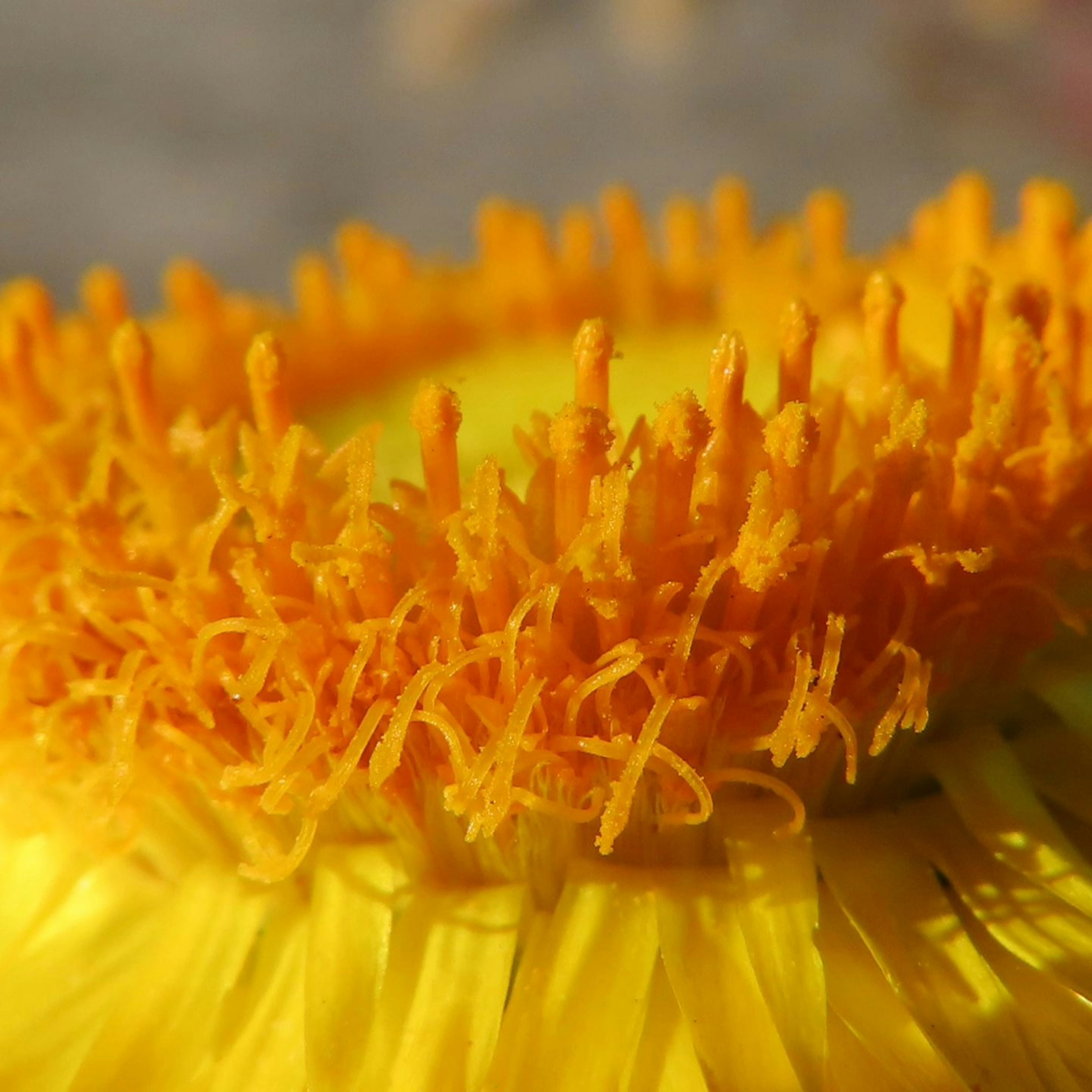 Nahaufnahme des Zentrums einer gelben Blume mit lebhaften orangefarbenen Blütenblättern und dünnen fadenartigen Strukturen