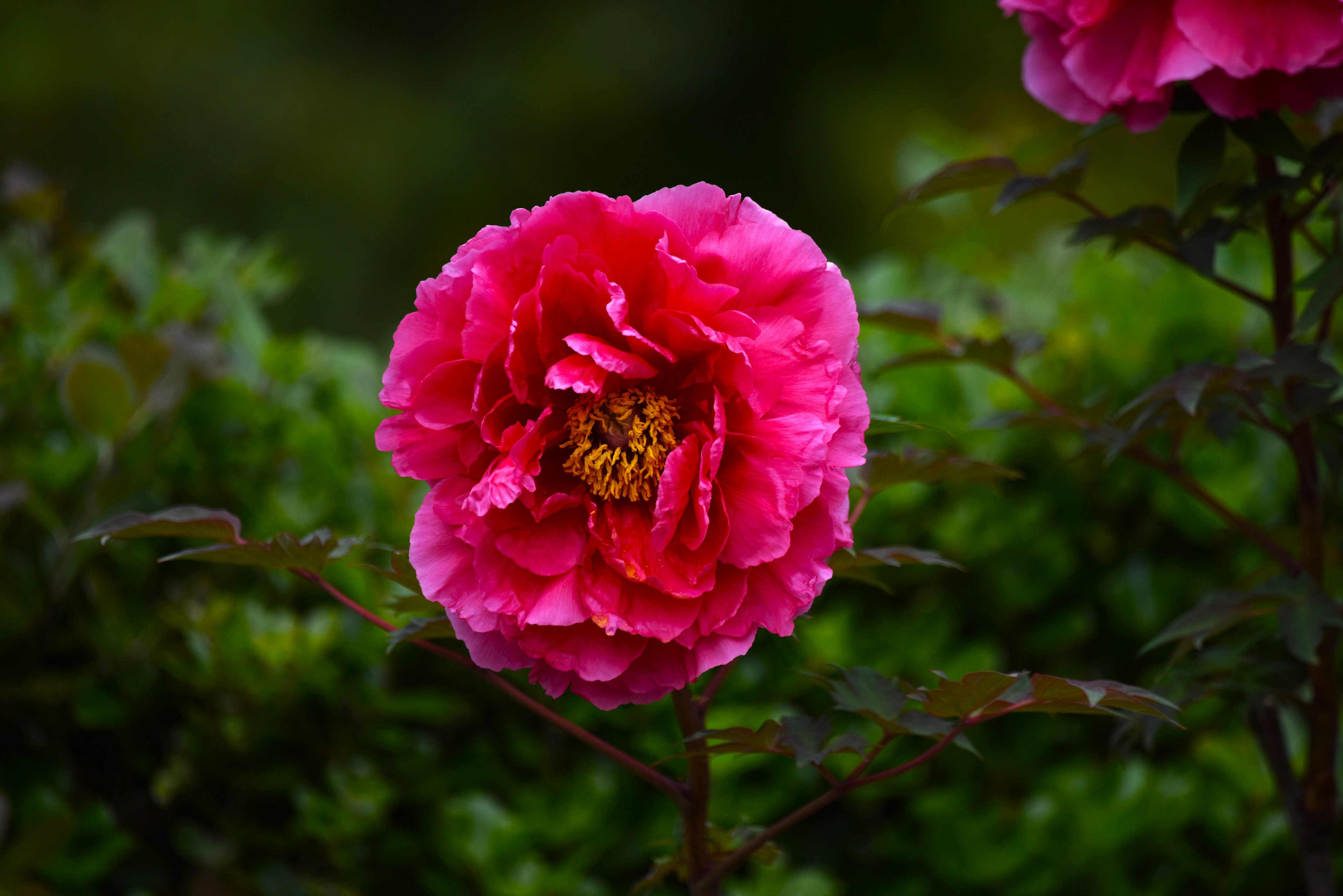 Fleur rose vive en pleine floraison sur un fond vert