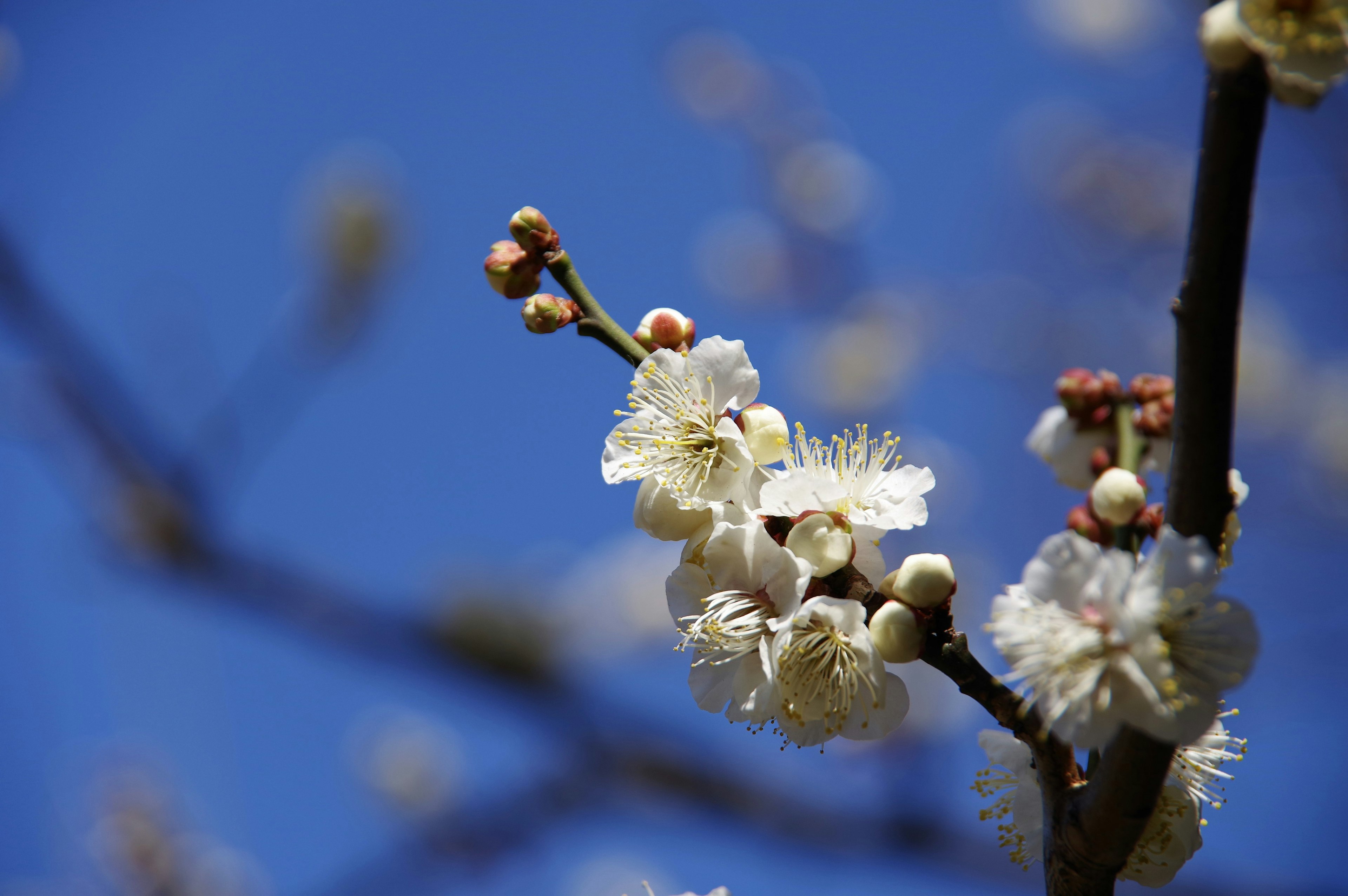 Nahaufnahme von weißen Pflaumenblüten und Knospen vor blauem Himmel