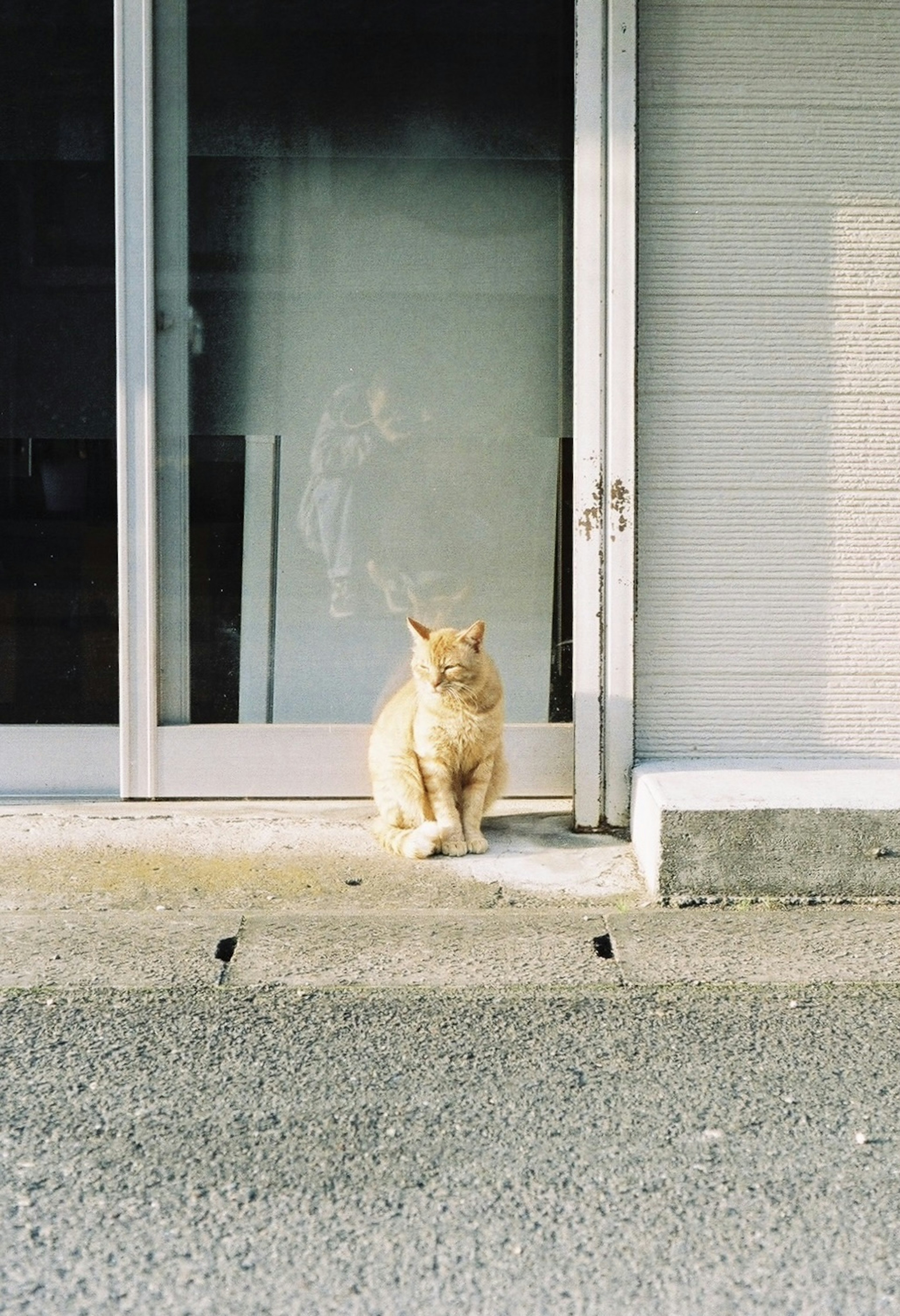 A cat sitting in front of a door