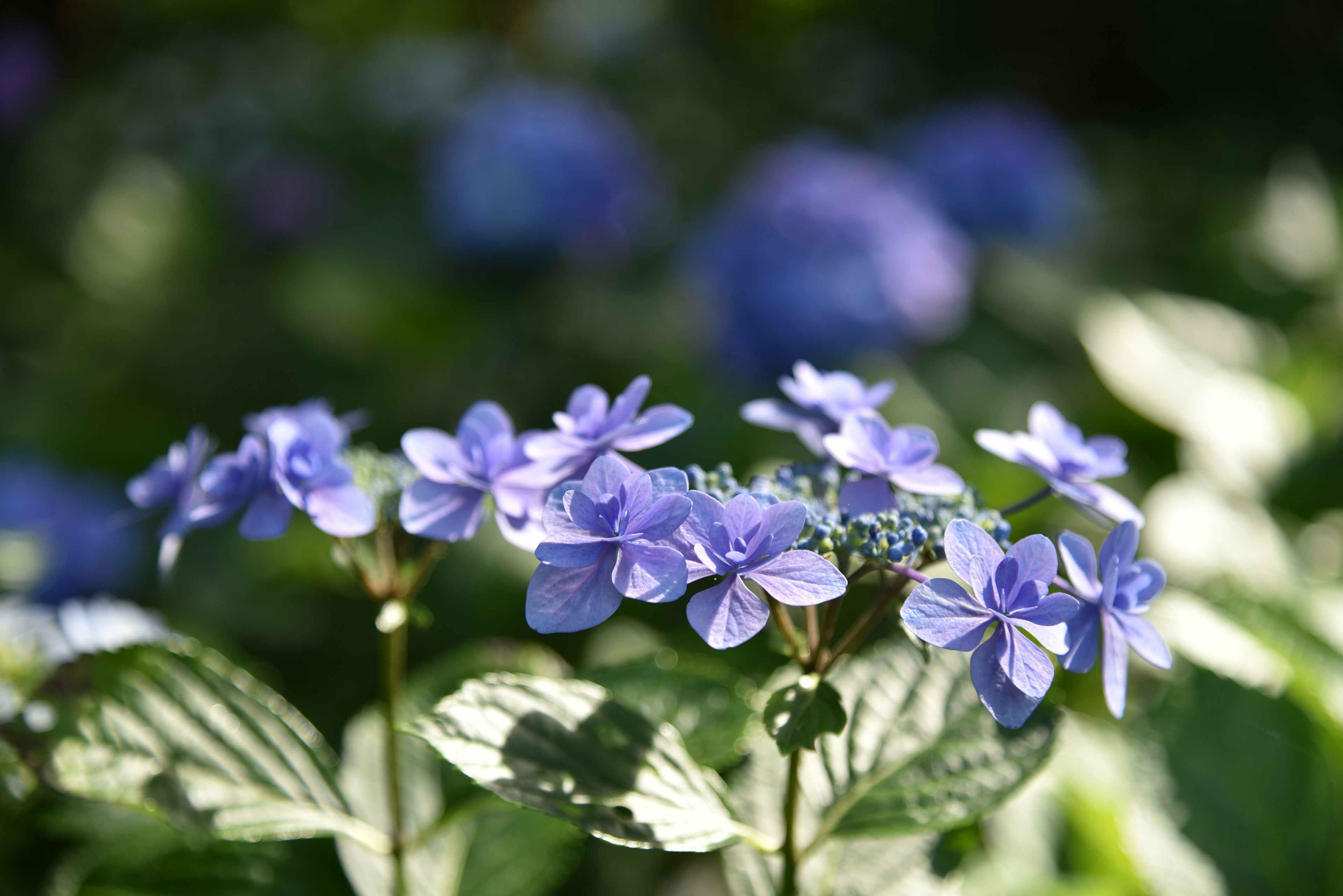 Photo de fleurs d'hortensia bleues en fleurs