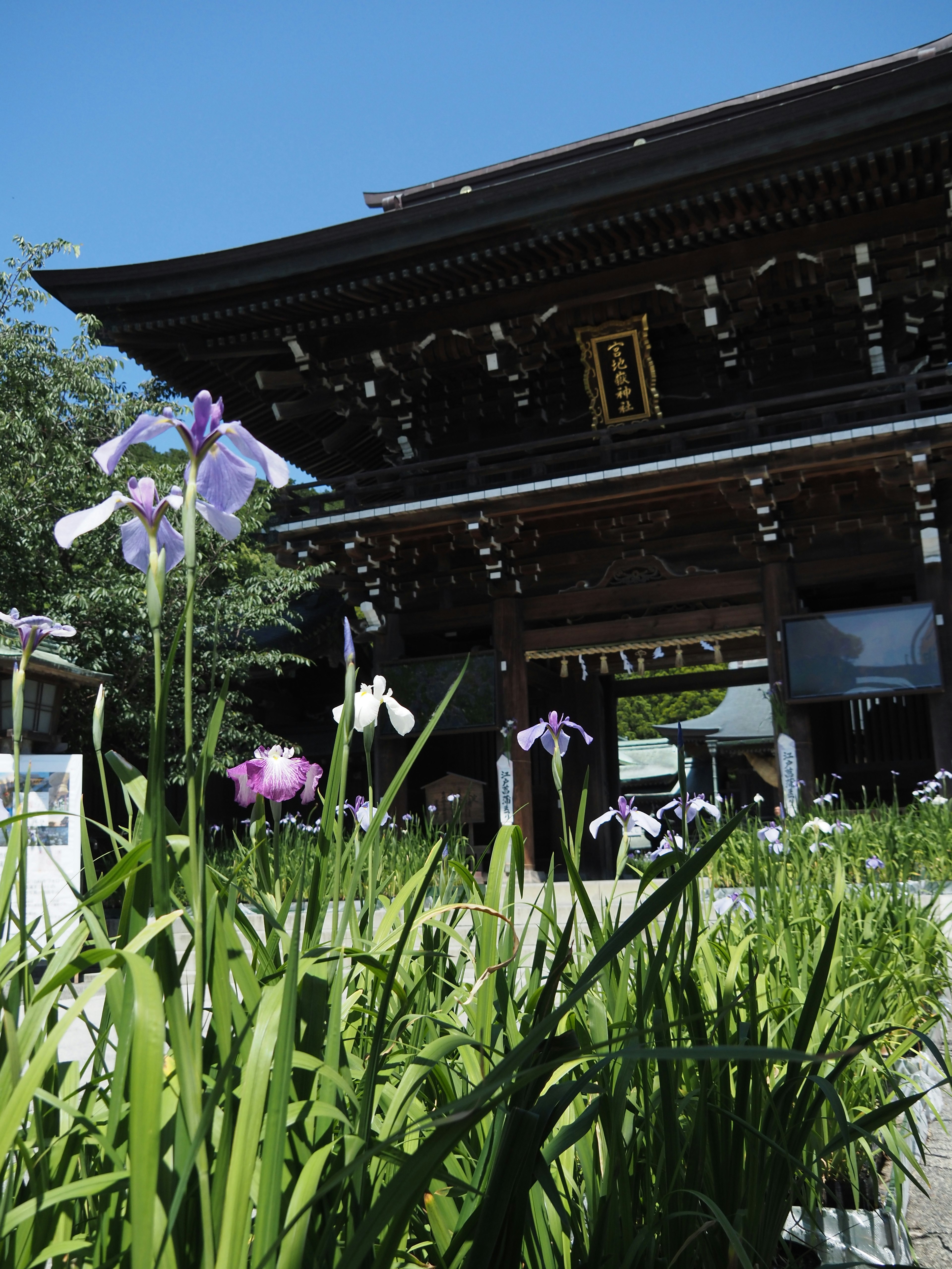 Templo japonés tradicional con flores moradas en primer plano