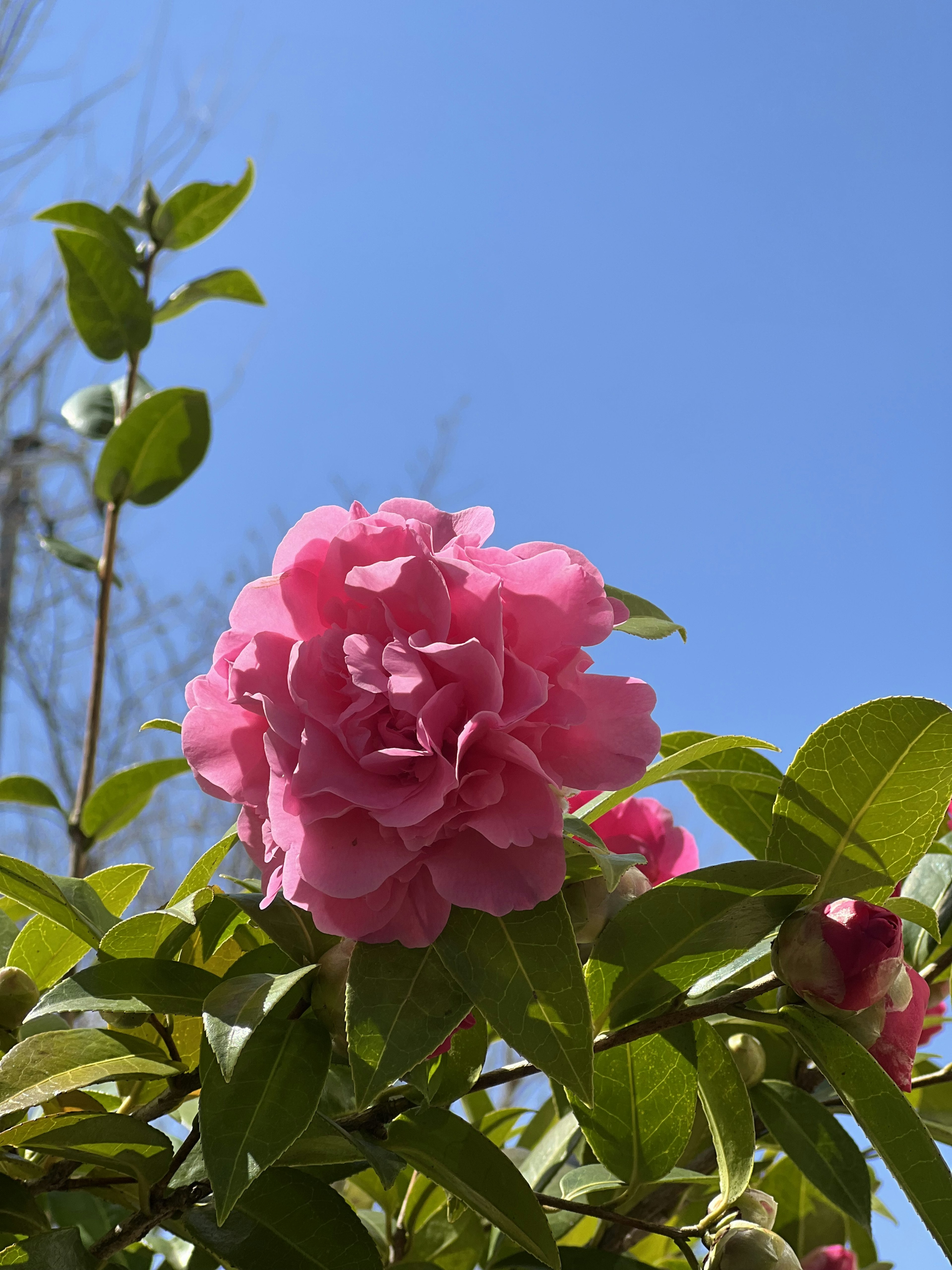 Flor de camelia rosa floreciendo bajo un cielo azul con hojas verdes