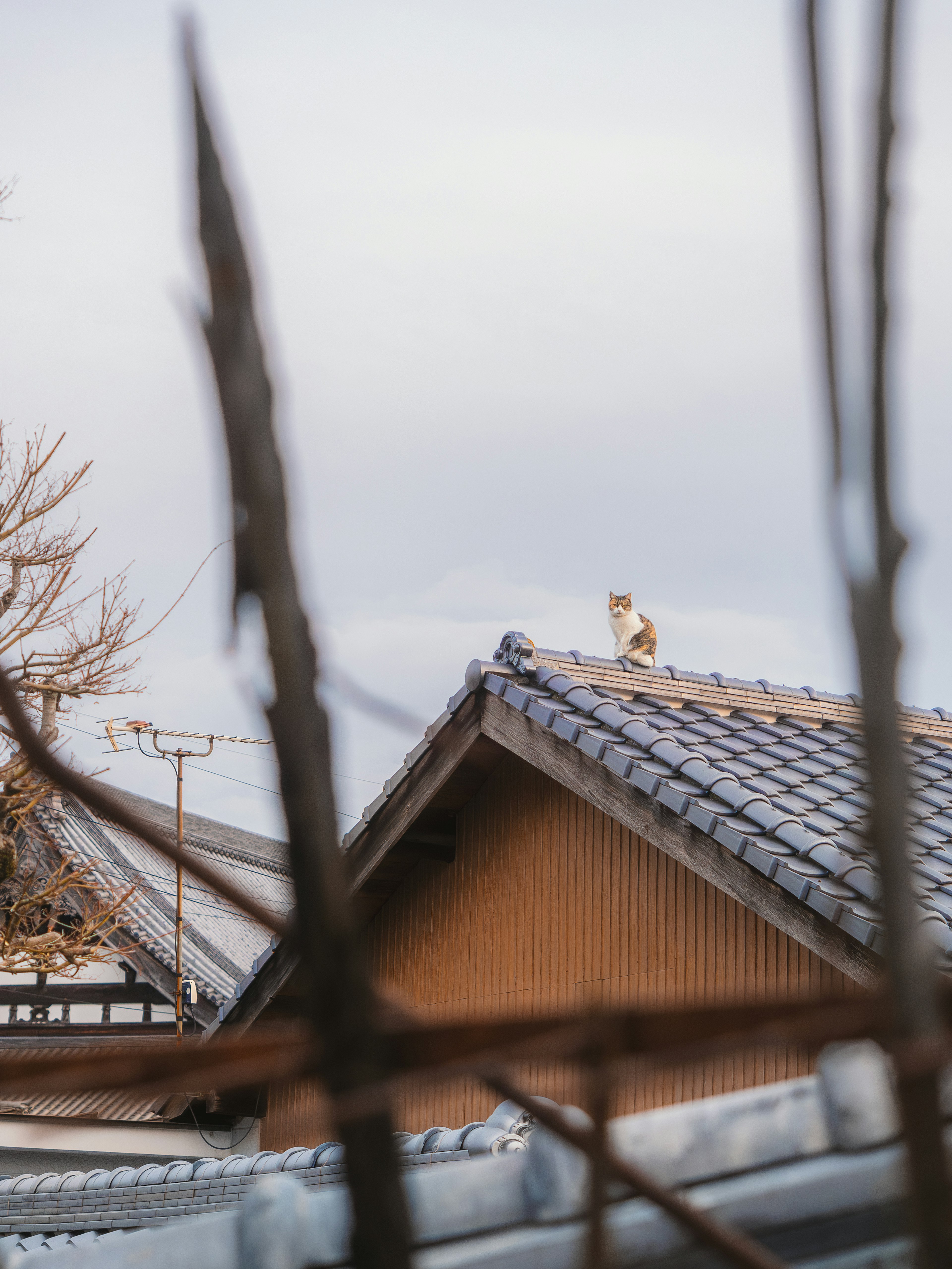 屋根の上にいる猫と背後の木々が見える風景