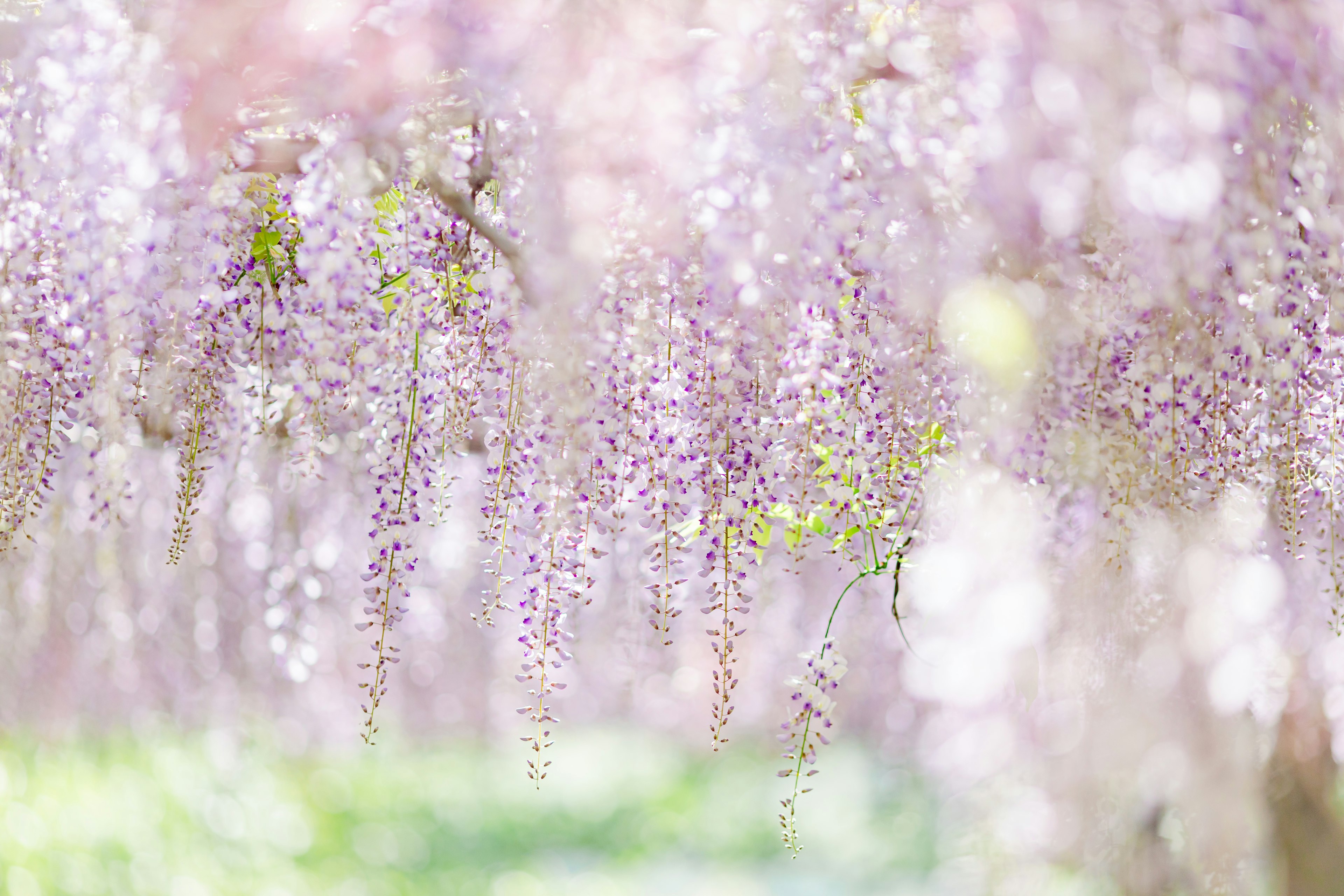 Una hermosa escena de flores de glicina moradas claras en cascada