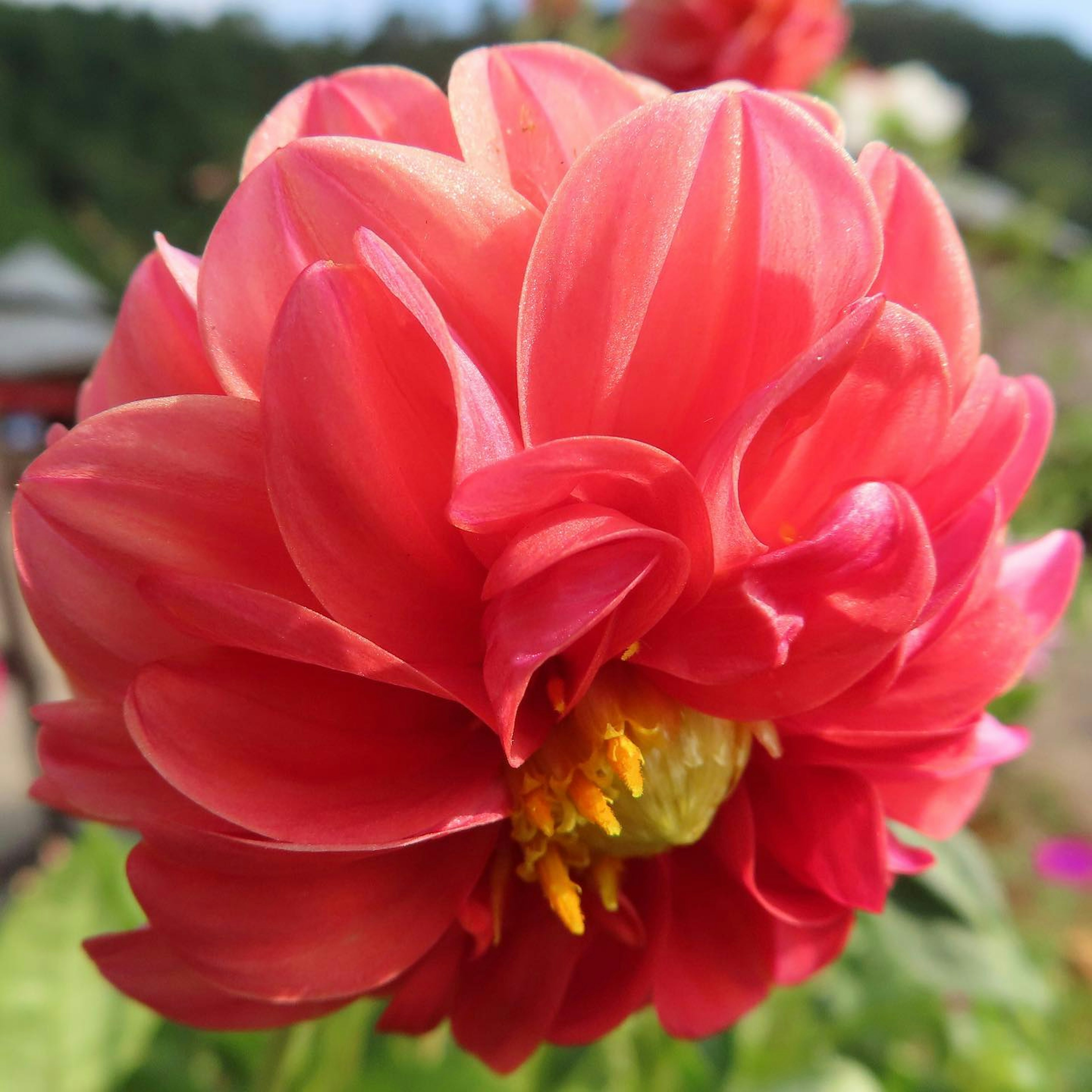 Acercamiento de una flor de dalia roja vibrante