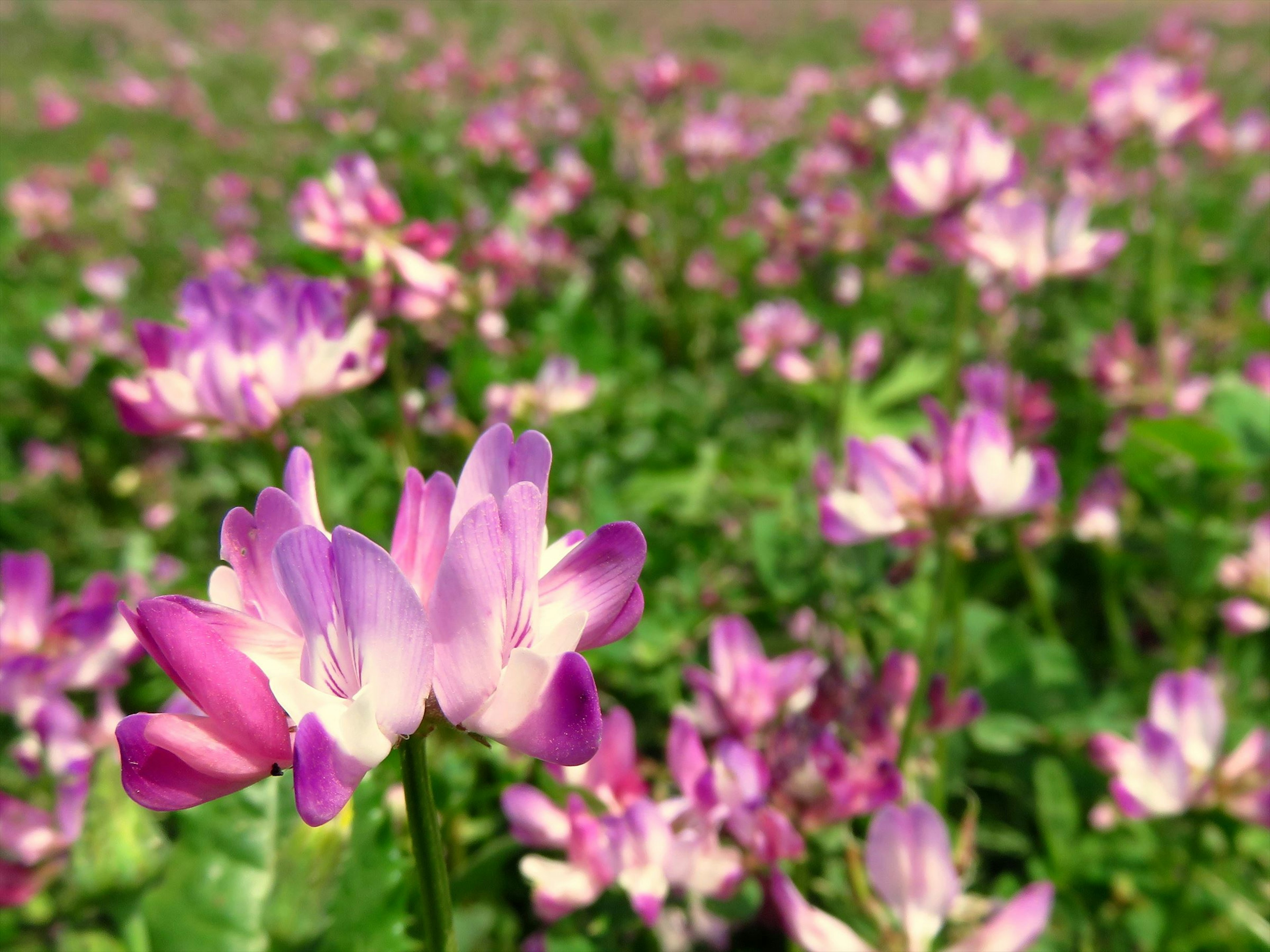 Close-up of vibrant purple flowers in a lush green field