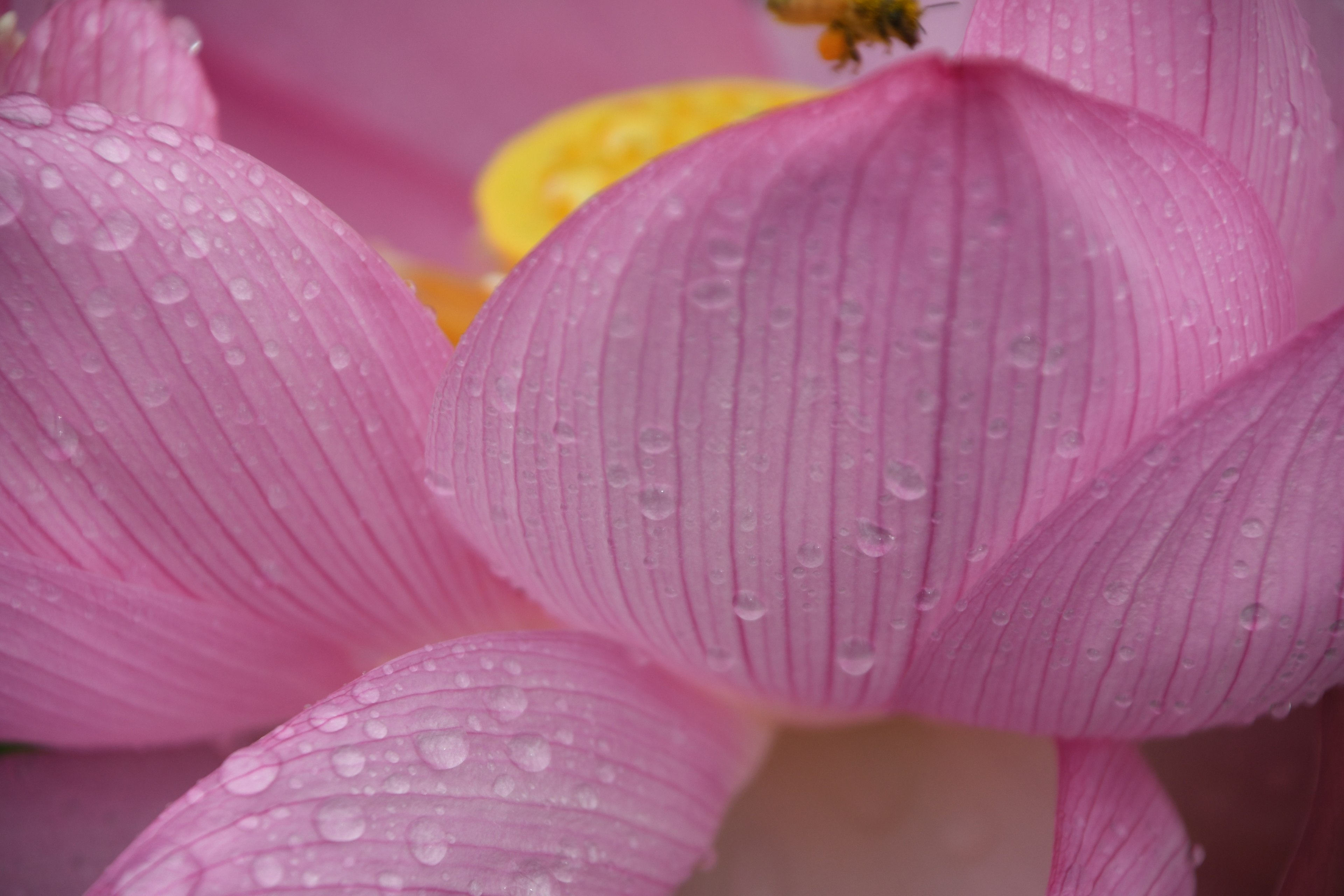 水滴がついたピンクのハスの花びらのクローズアップ