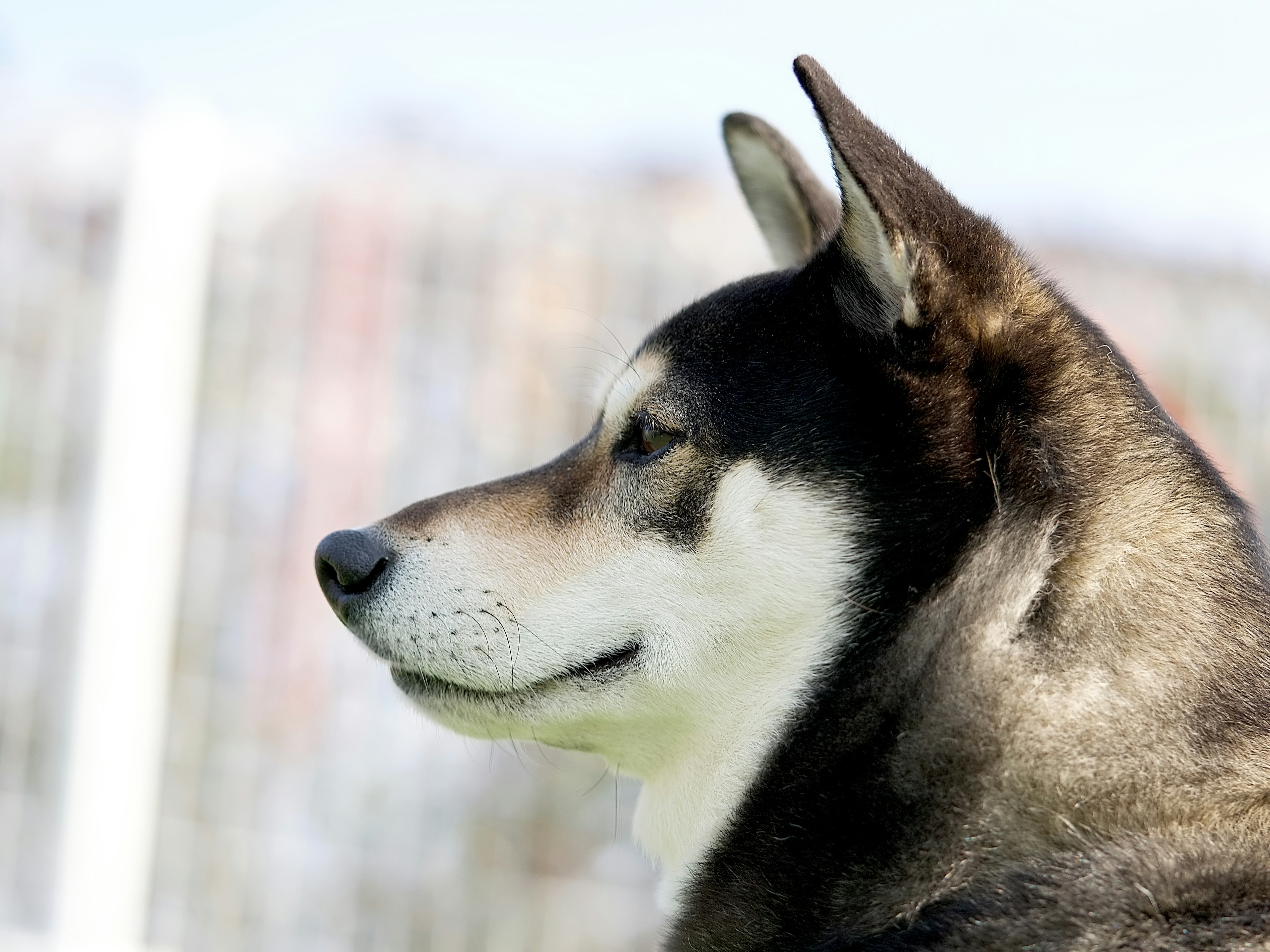 黒い毛並みのシバ犬が横向きに立っている