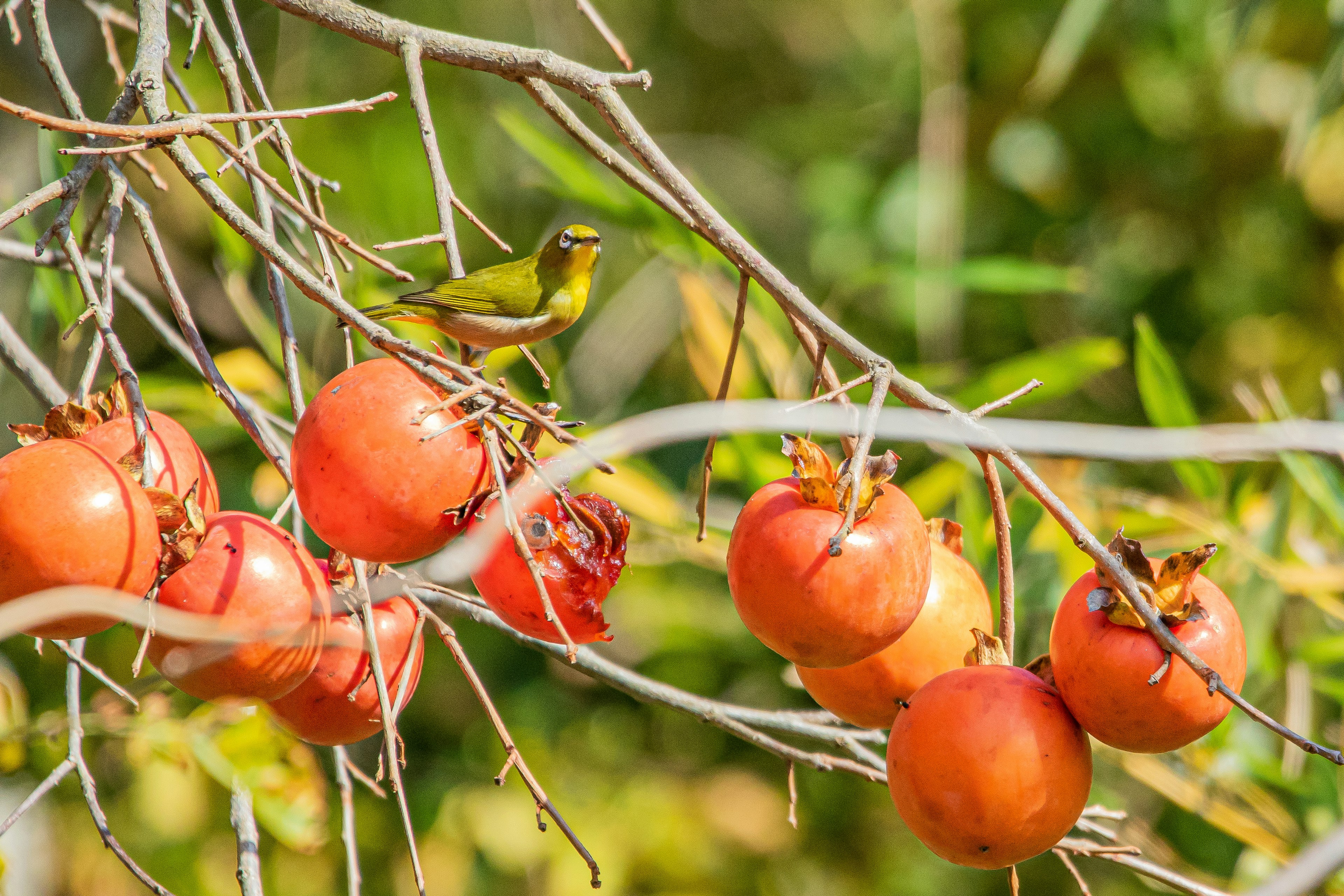 Un oiseau vert perché sur des branches avec des kakis oranges