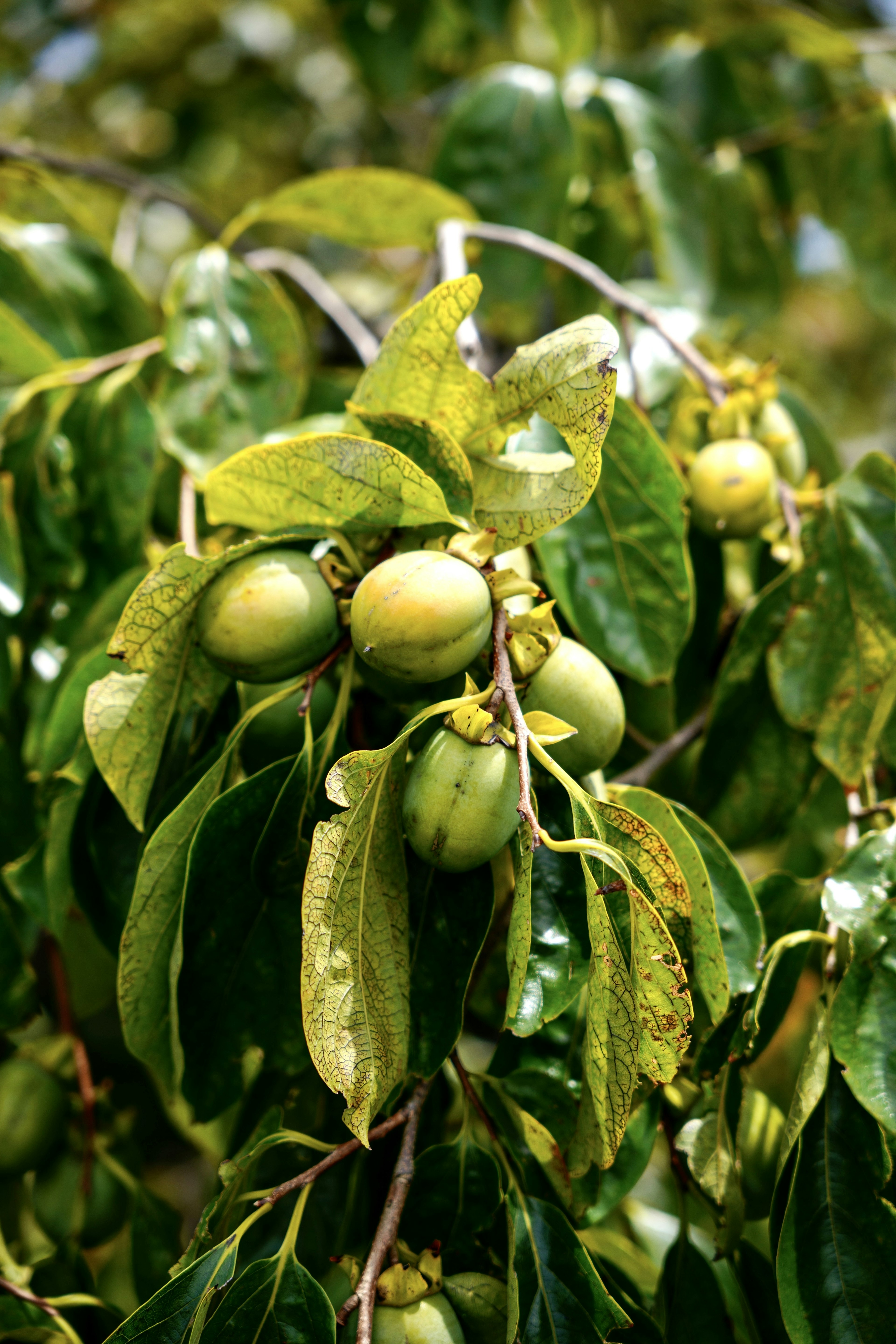 Kaki-Baum mit grünen Früchten und üppigem grünem Laub