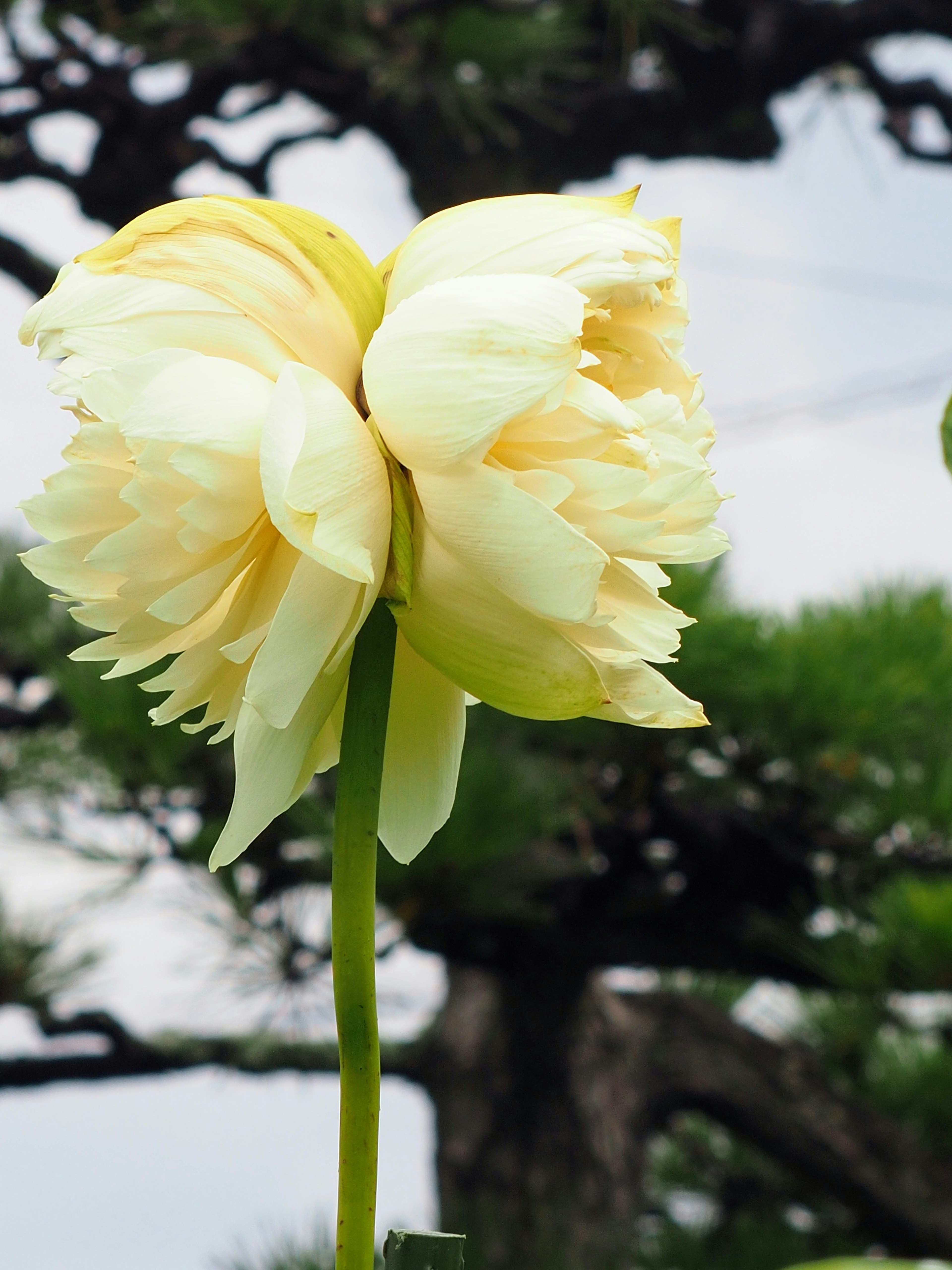 Close-up of a pale yellow lotus flower with green foliage in the background