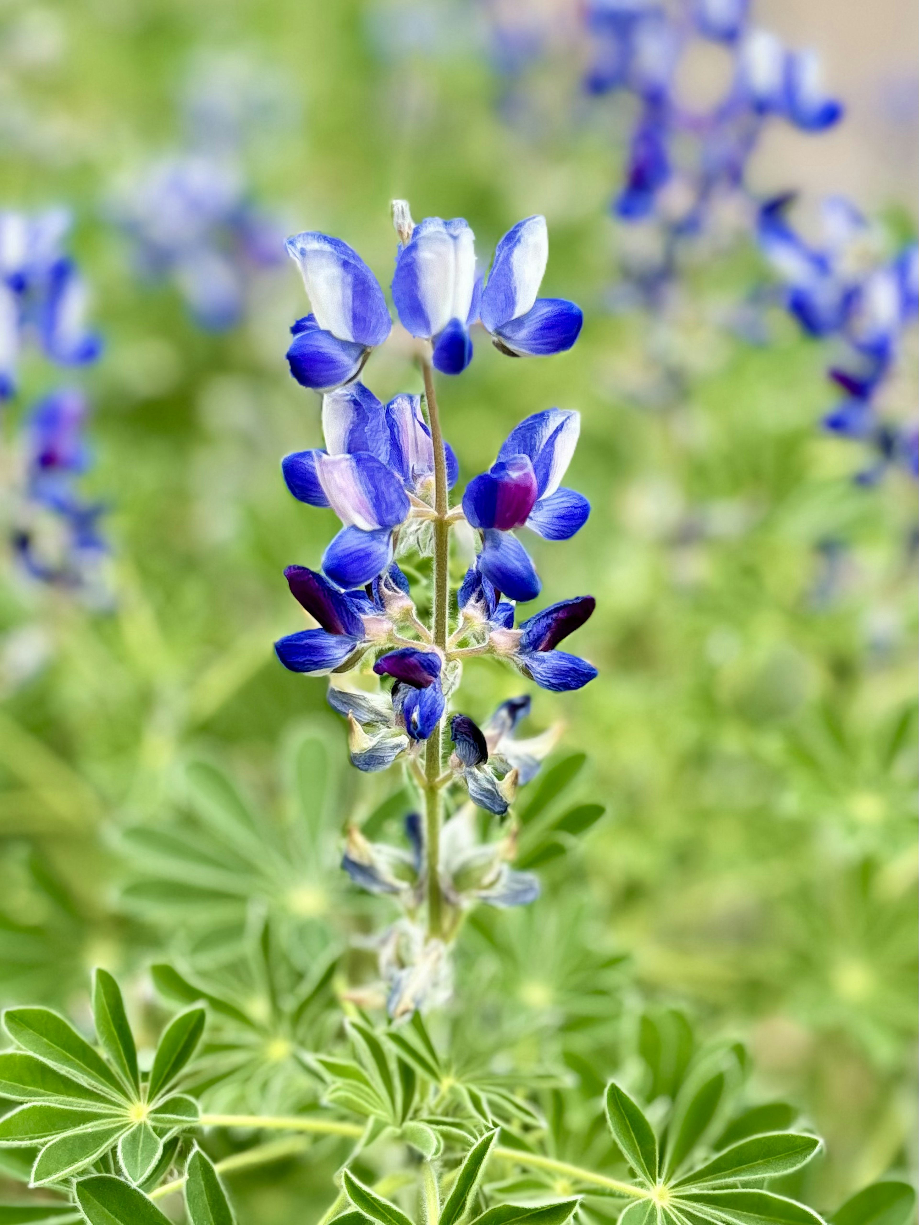 青いルーピンの花が緑の葉の中に咲いている