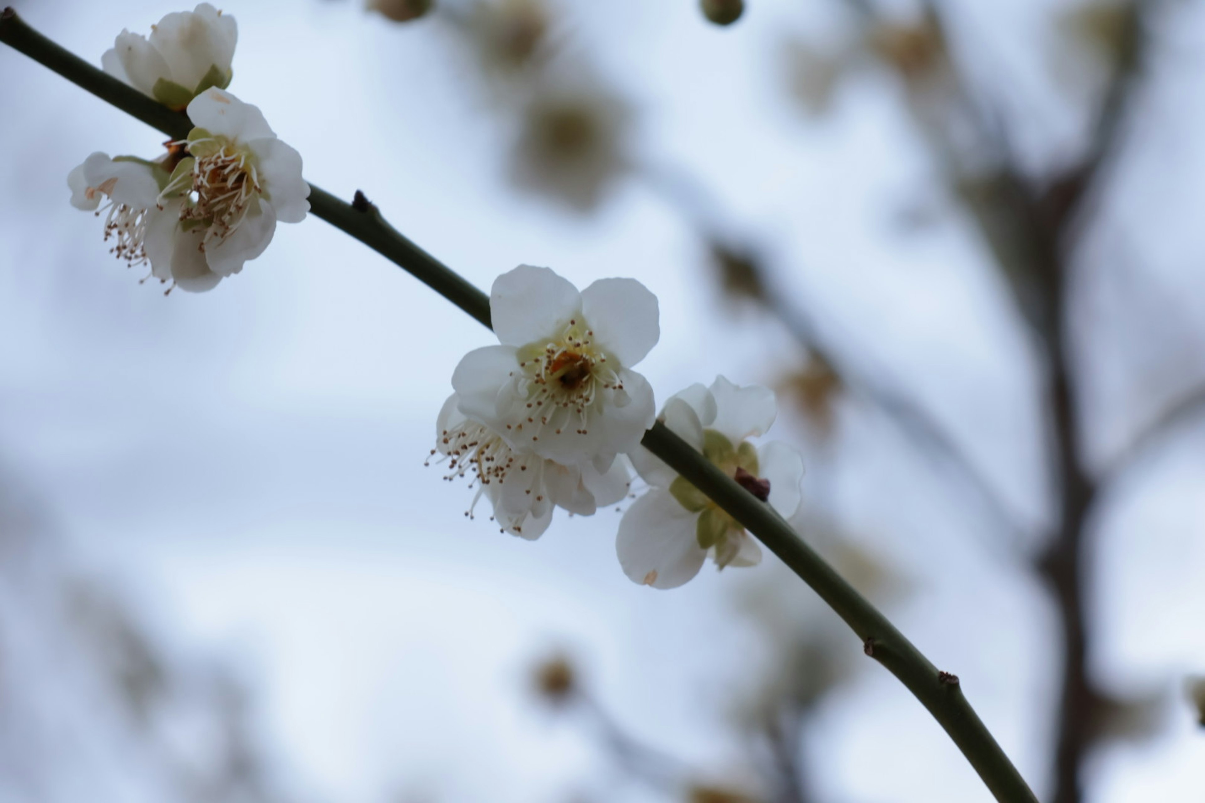 Nahaufnahme von weißen Pflaumenblüten an einem Zweig