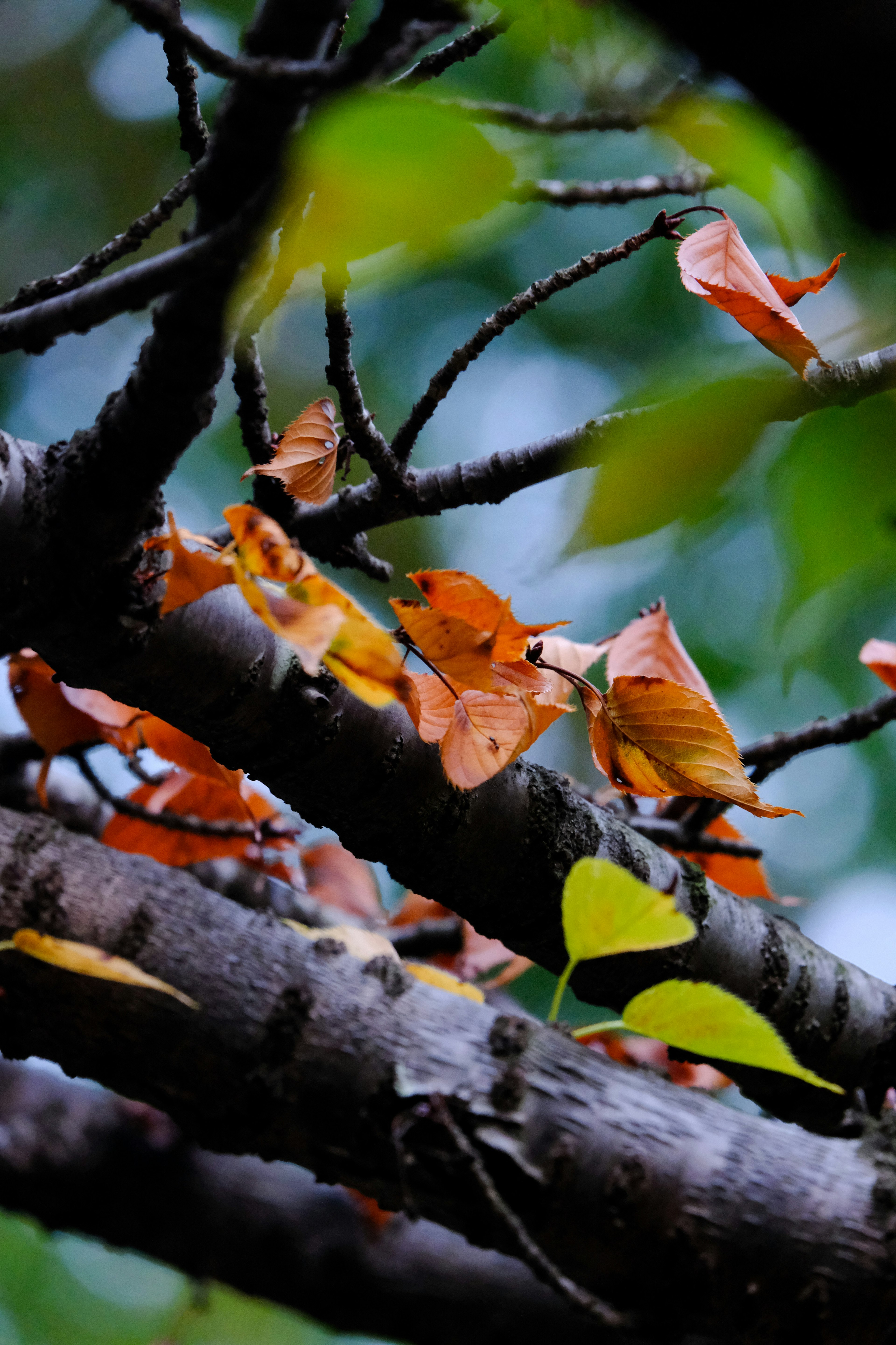 Autumn leaves on branches with a blurred green background