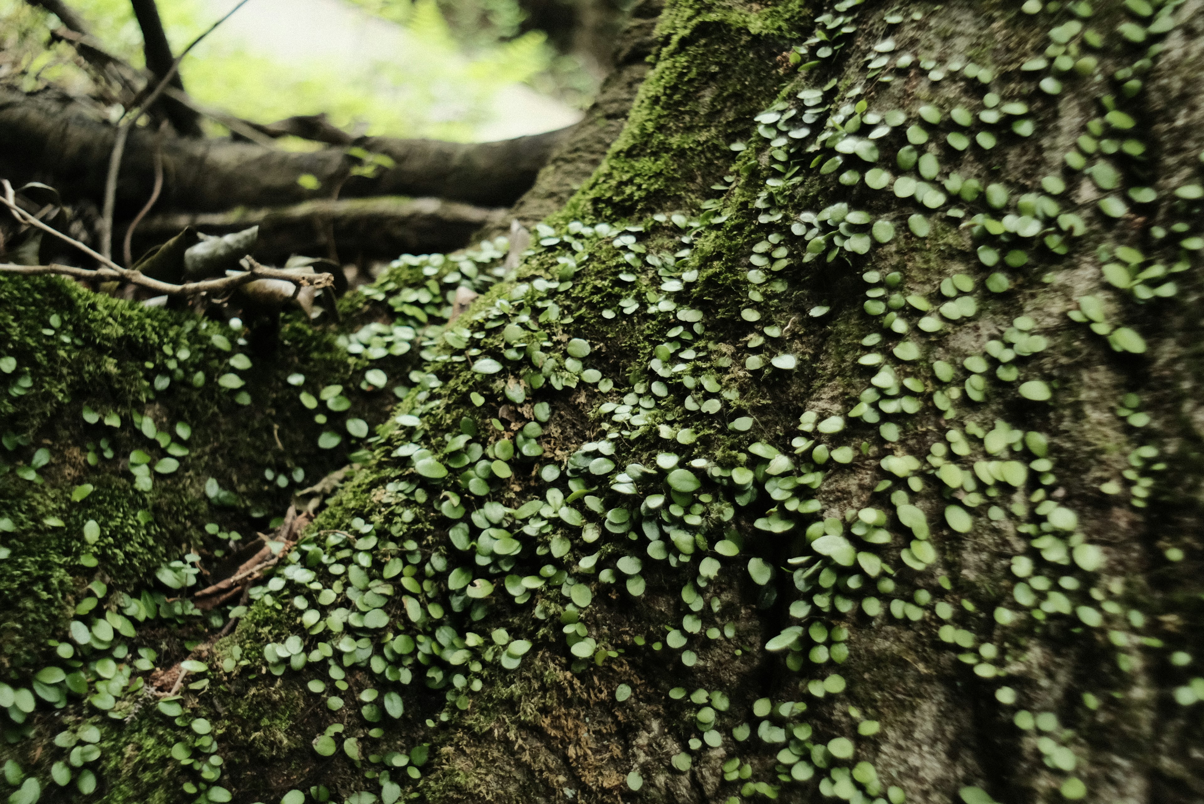 木の幹に生える小さな緑の葉と苔の詳細なクローズアップ