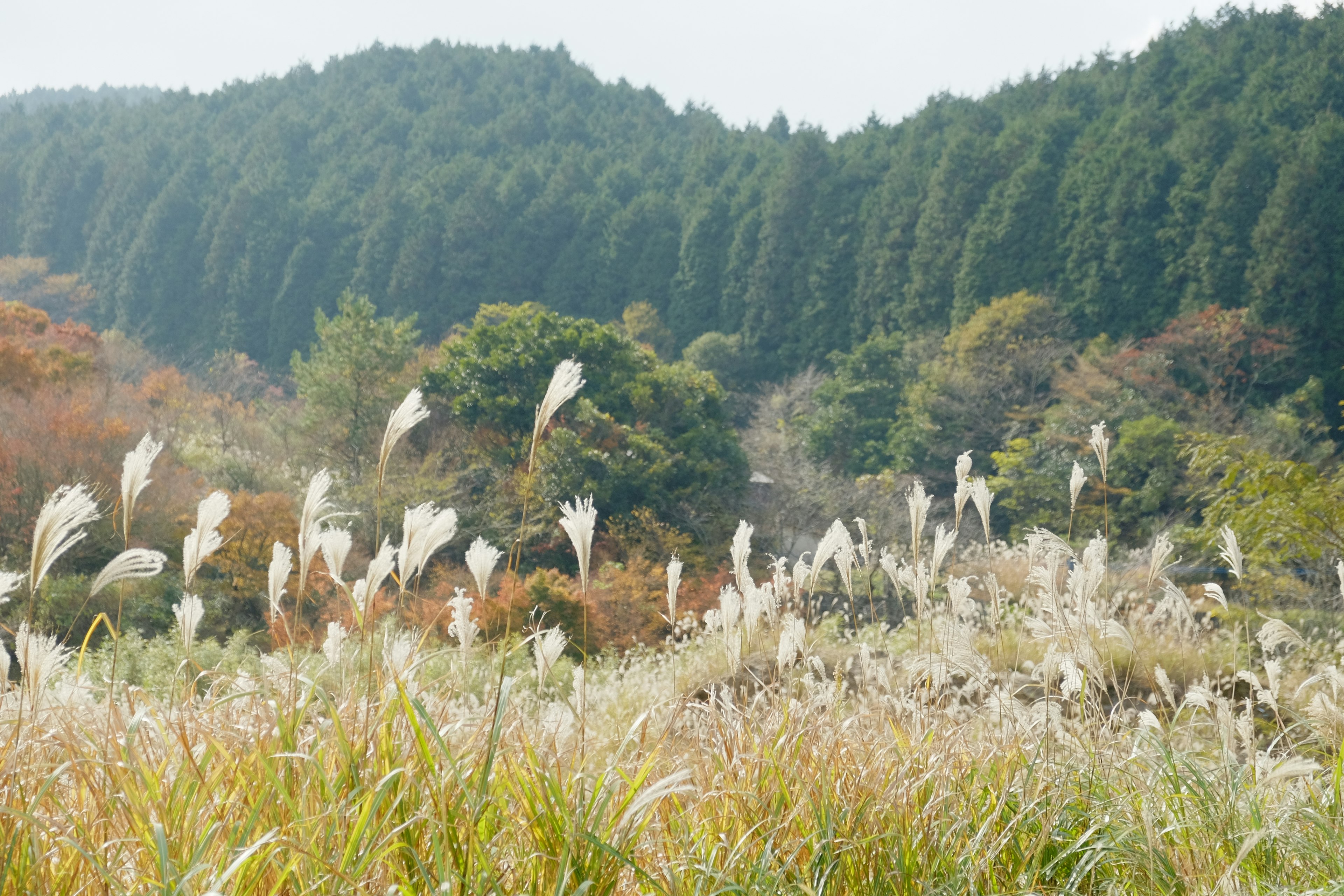 Scenic view of swaying grassland with green mountains in the background