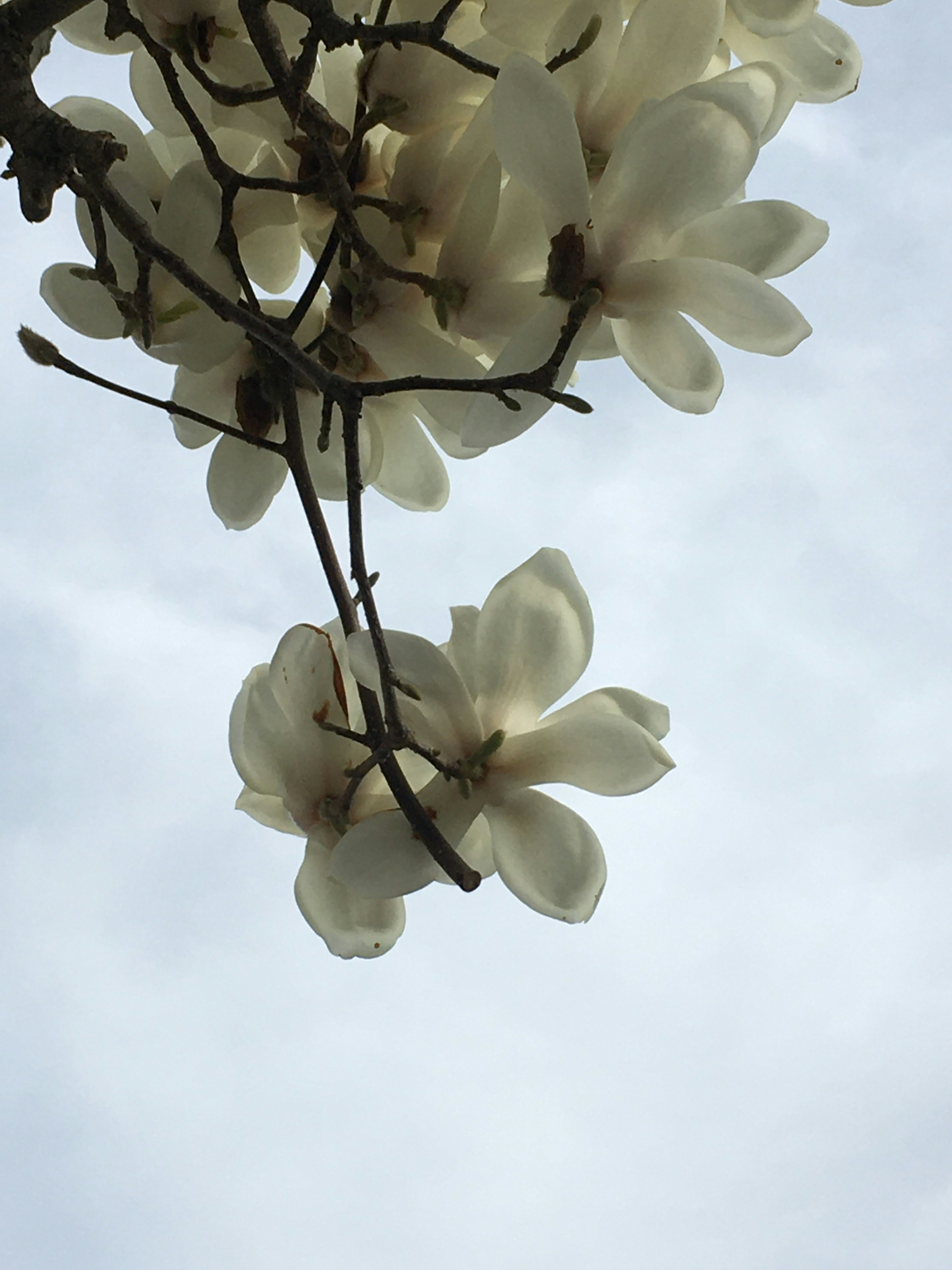 Weiße Magnolienblüten blühen vor einem bewölkten Himmel