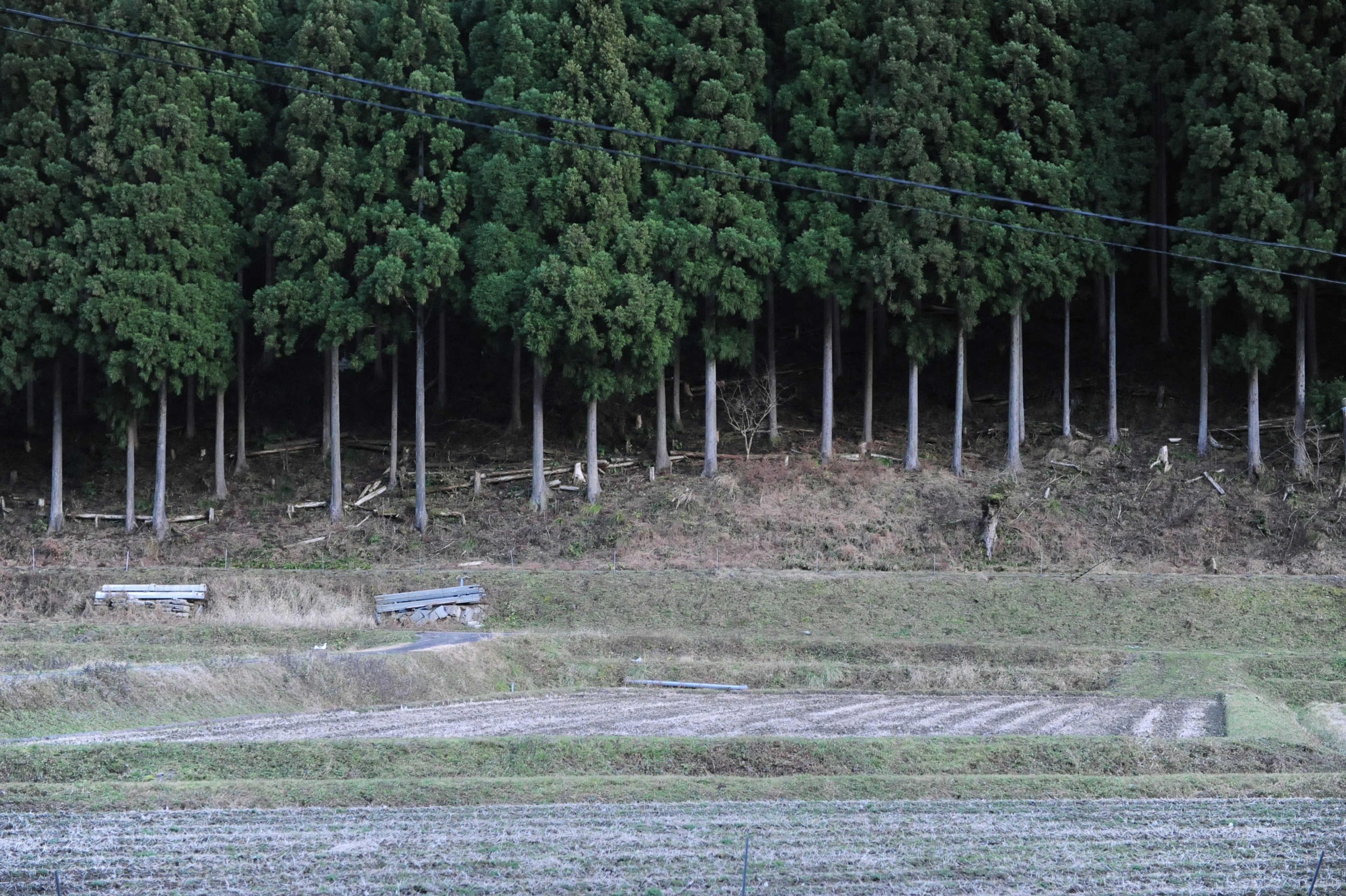 Un paisaje con una densa fila de árboles verdes y un campo