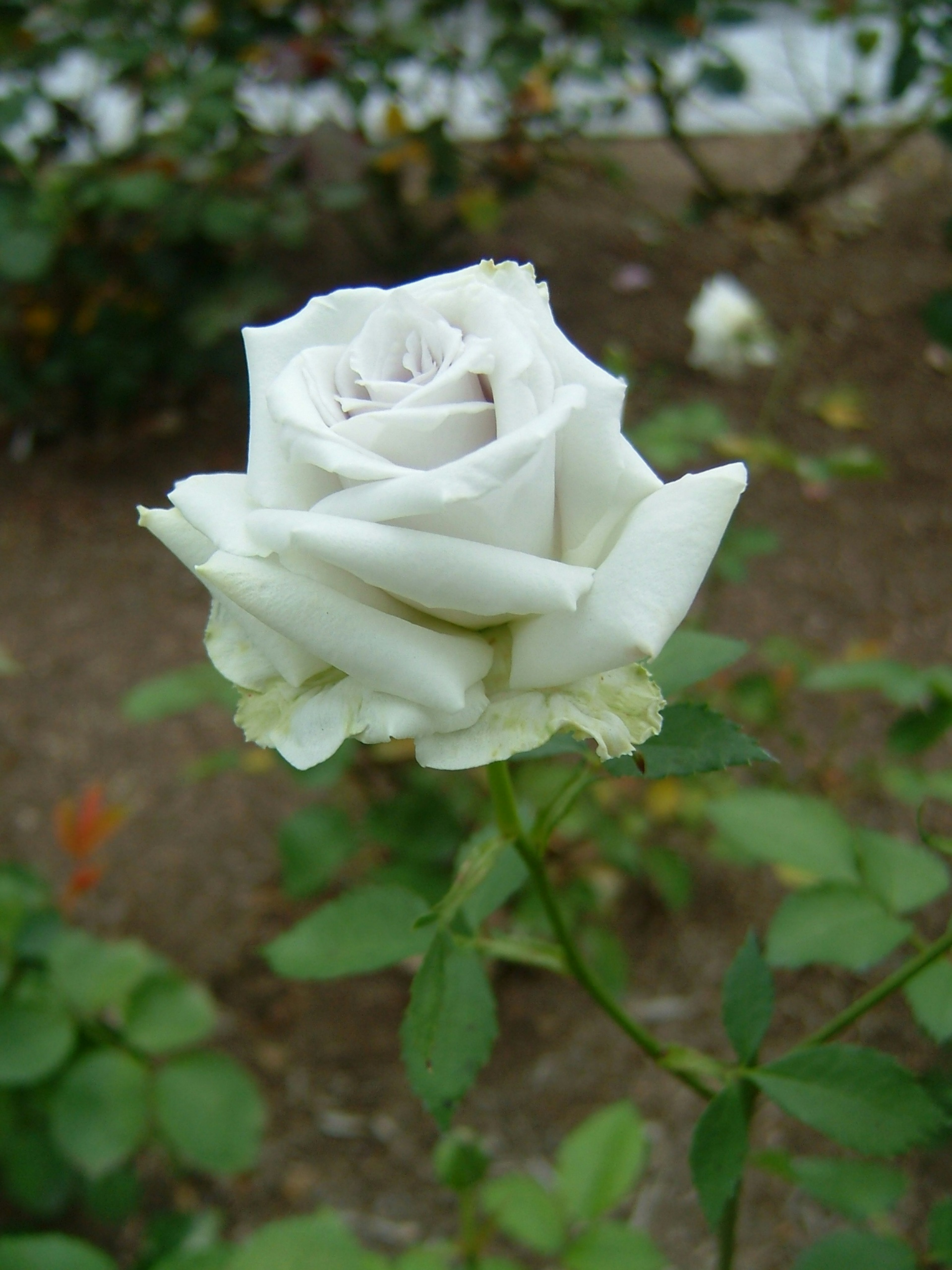 Una rosa bianca in fiore circondata da foglie verdi