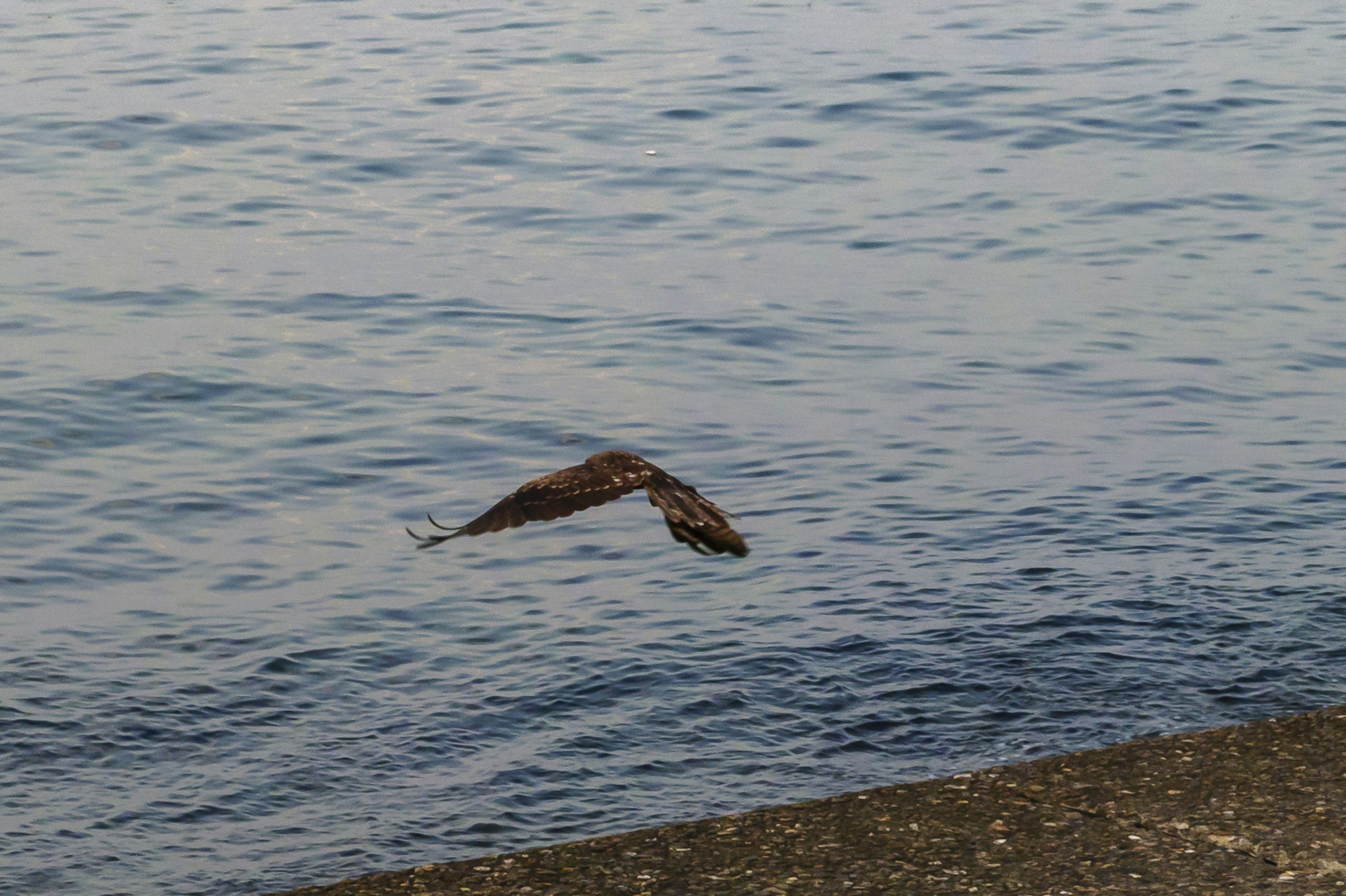 Un oiseau volant bas au-dessus de la surface de l'eau