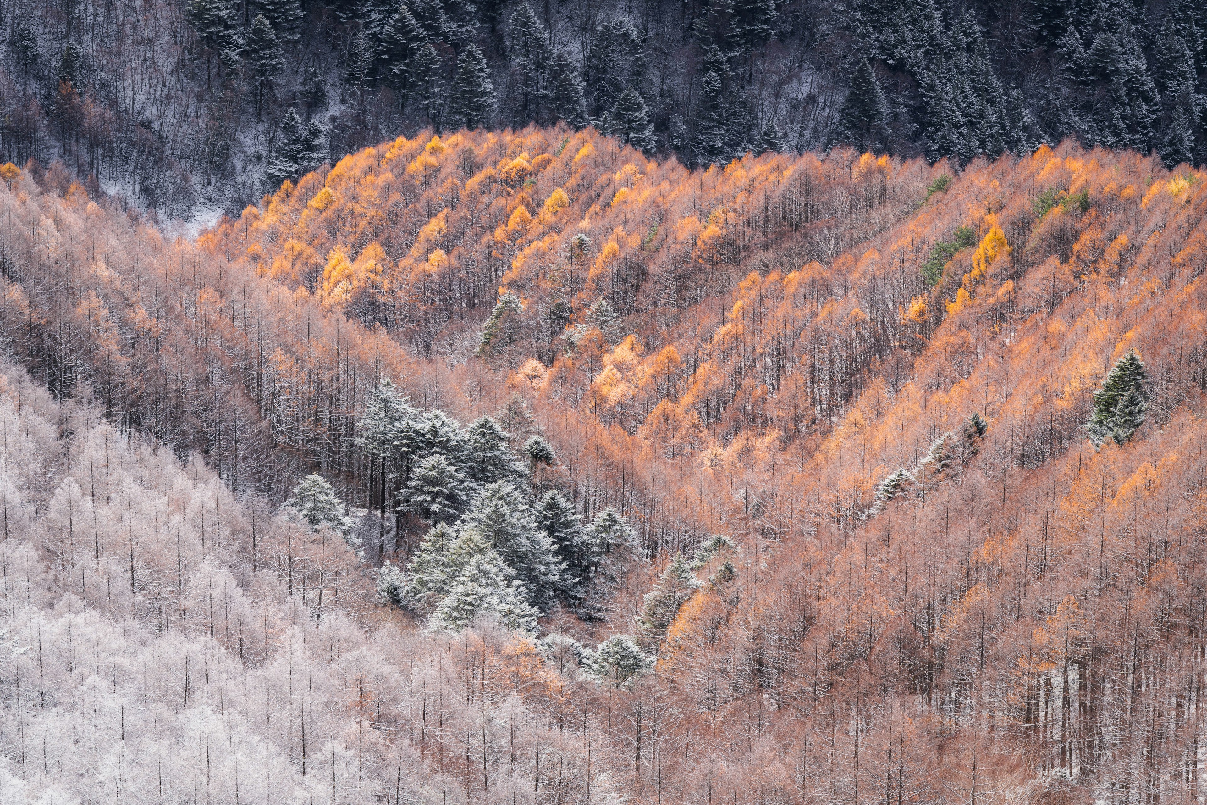 雪に覆われた森の中でオレンジ色に輝く木々が見える風景