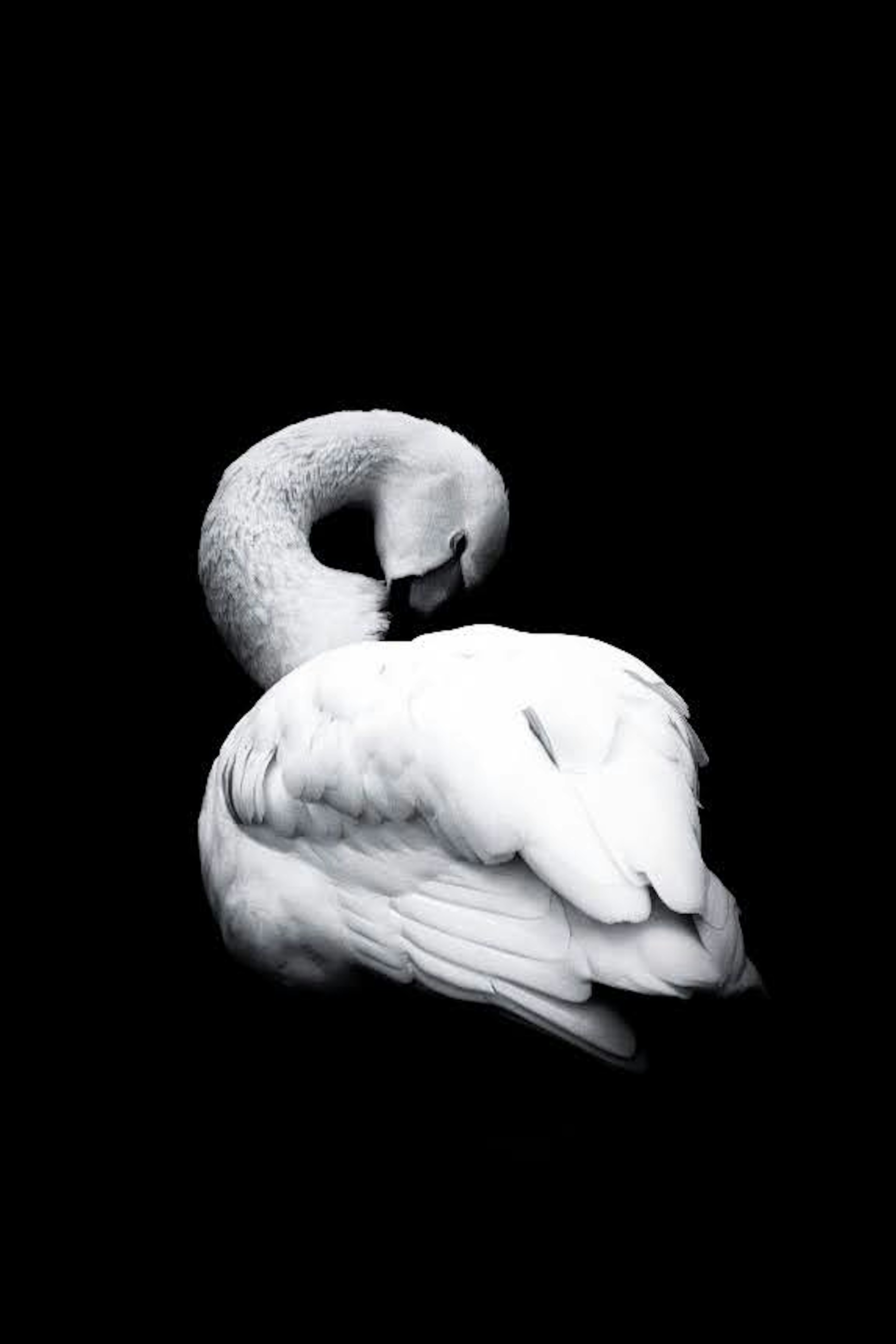 A white swan relaxing against a black background