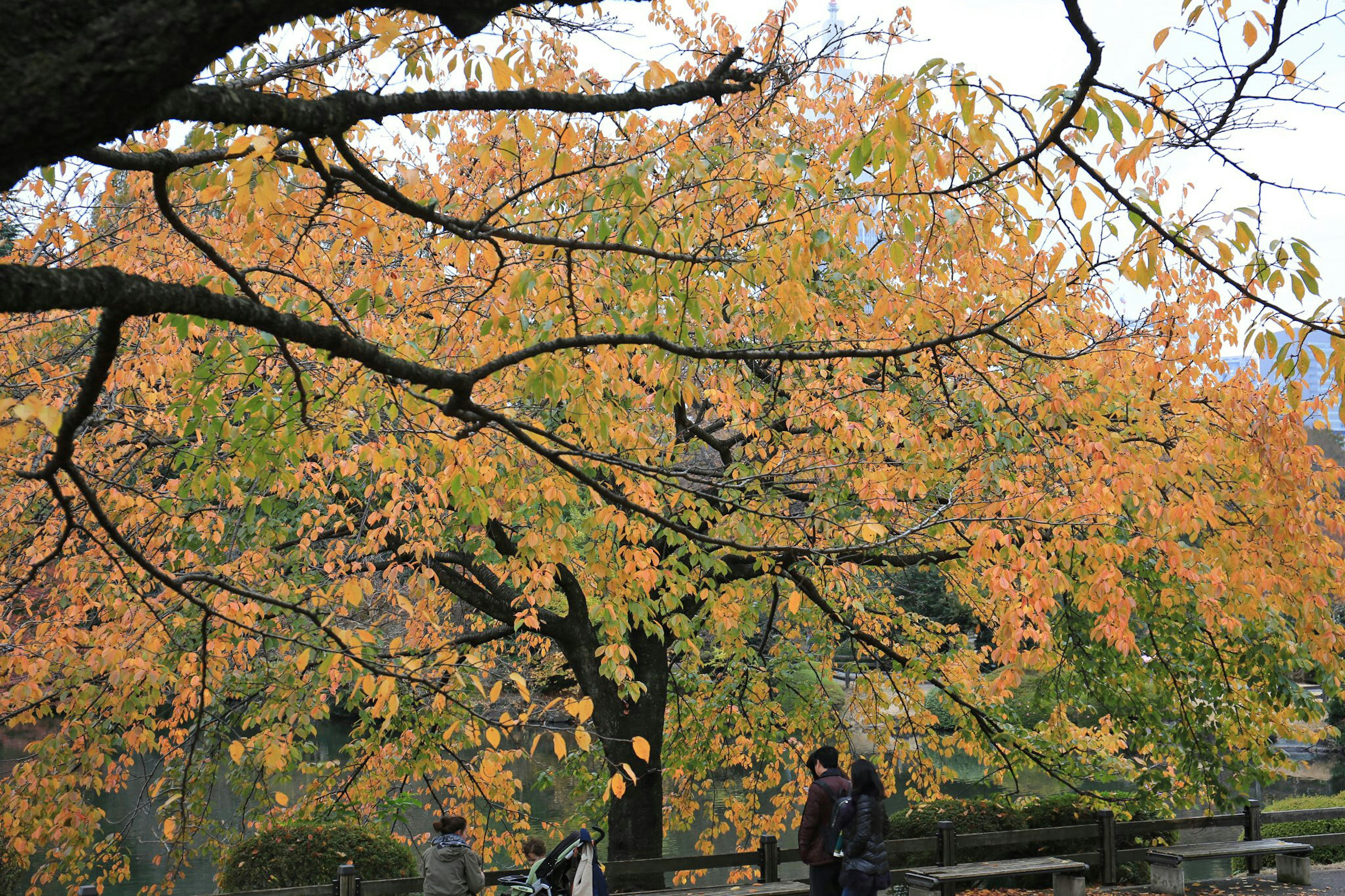 Autumn leaves on trees with people in the background