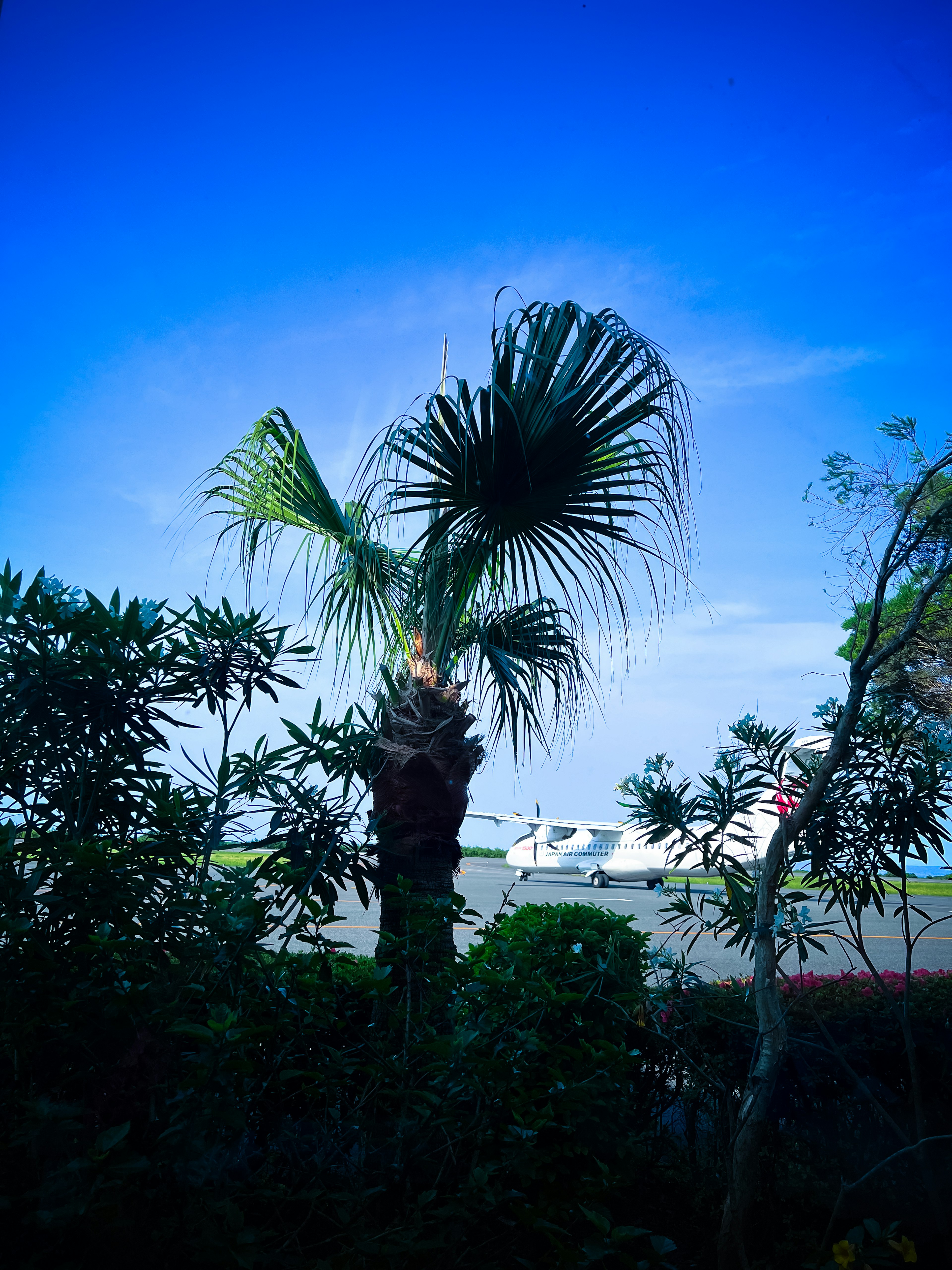 Palme im Vordergrund mit einem Flugzeug im Hintergrund unter blauem Himmel