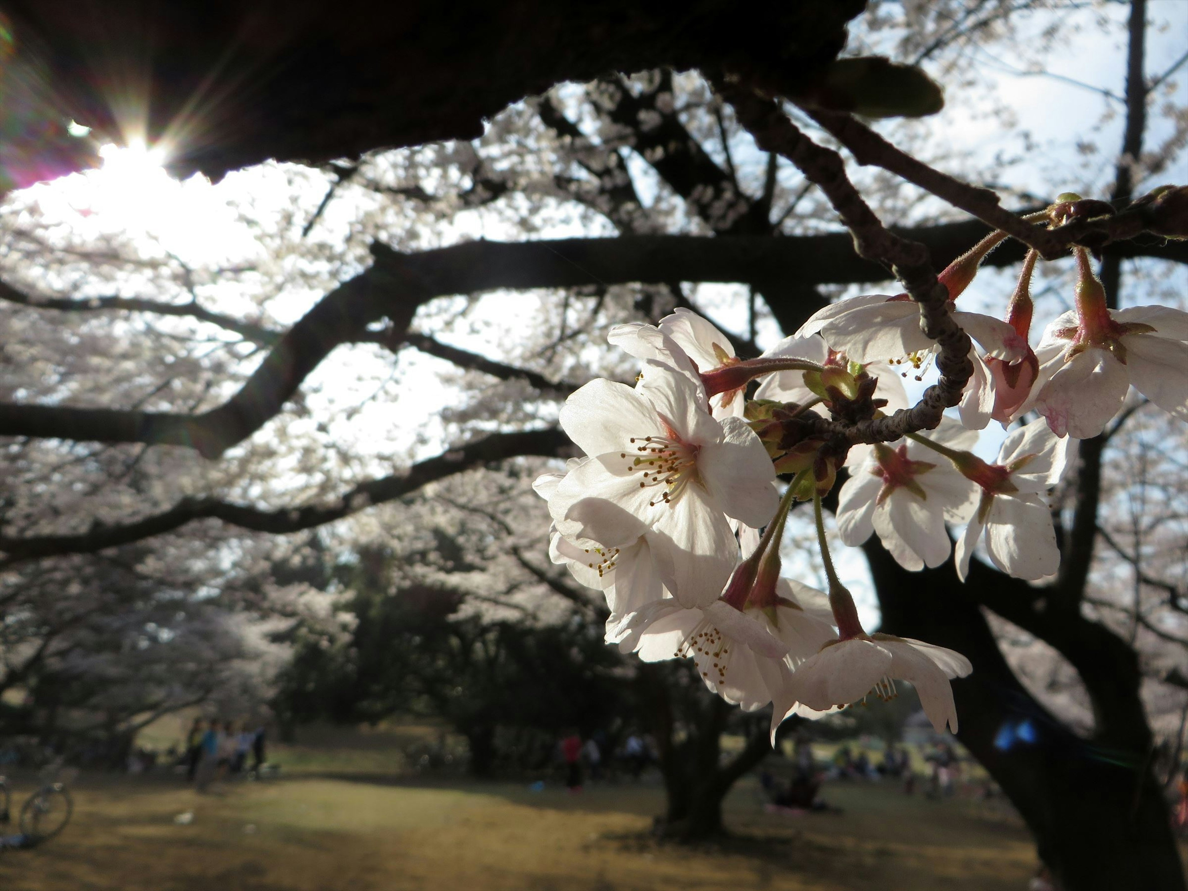 桜の花が咲いている木の枝と背景にぼんやりとした人々の姿