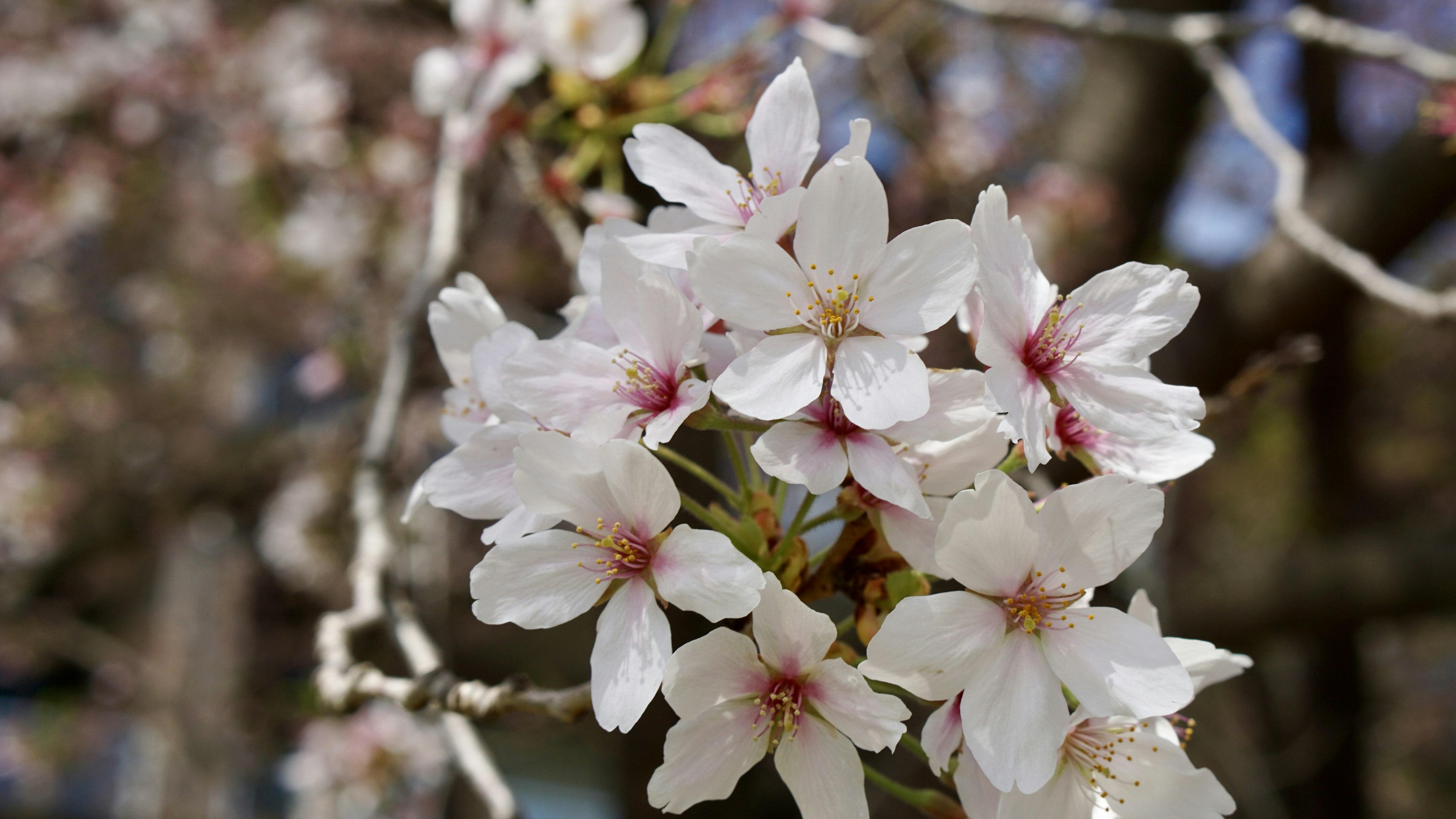 Close-up of cherry blossom flowers on a branch