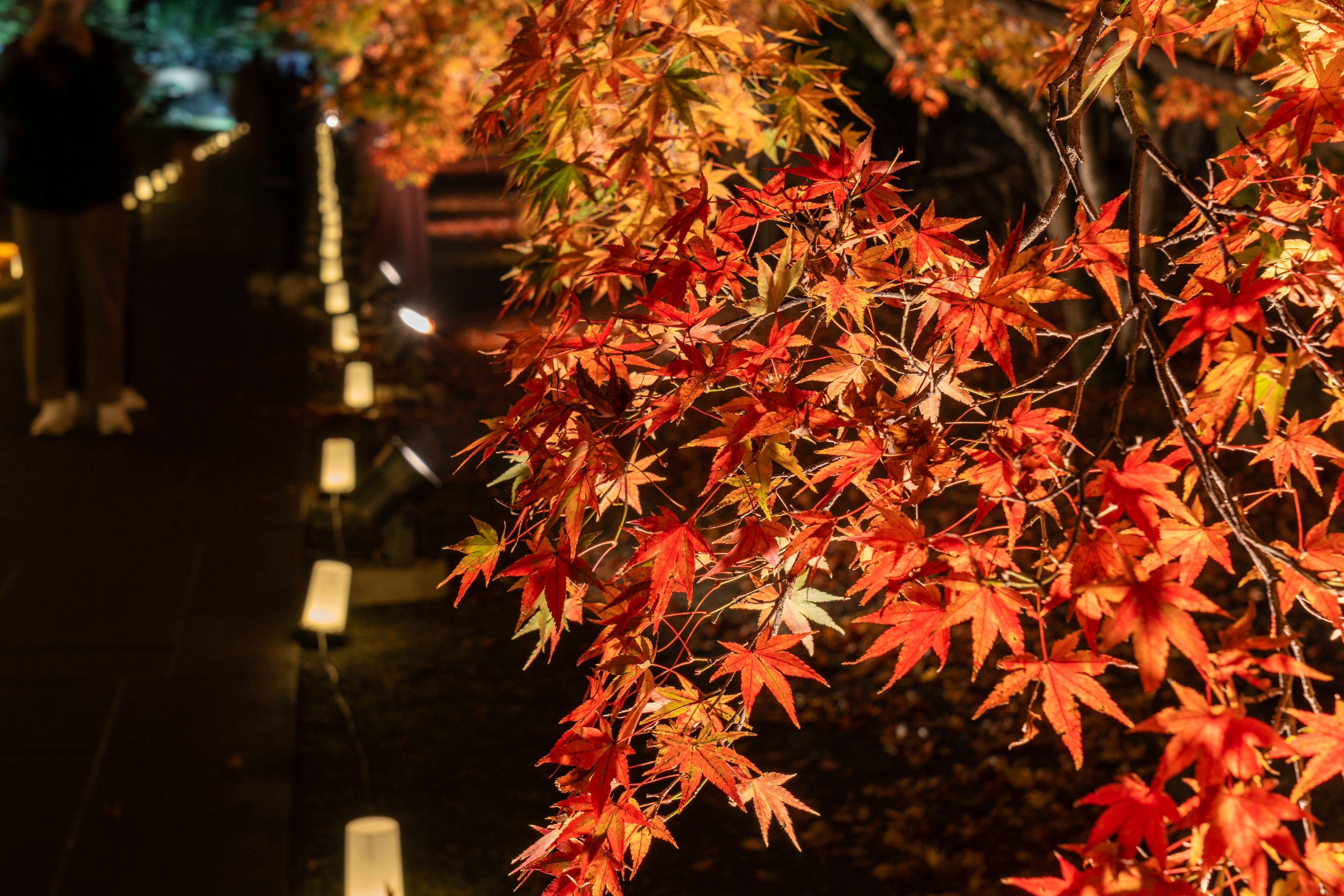 色鮮やかな紅葉が灯りに照らされた道を彩る風景