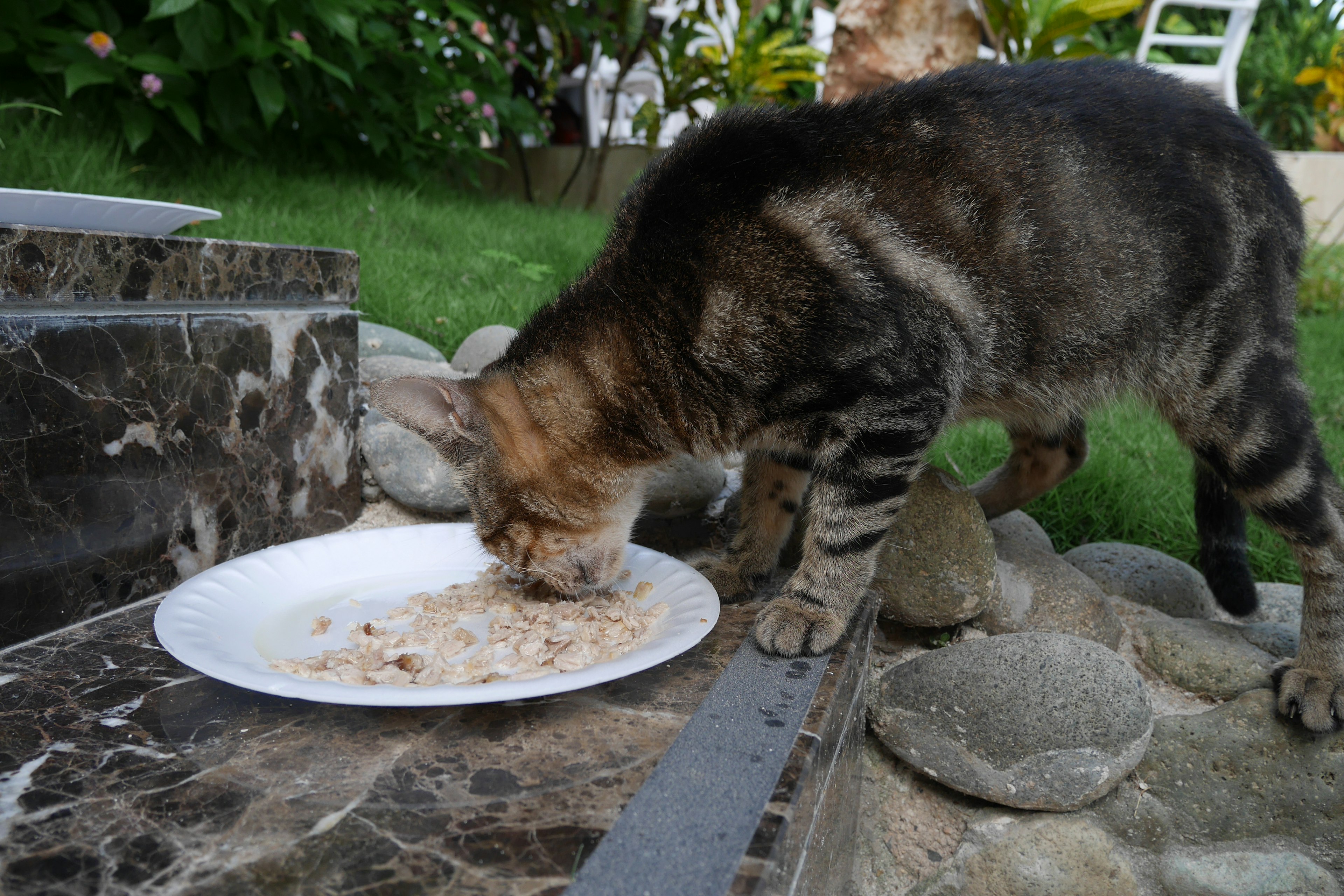 Eine Katze frisst von einem Teller in einem Garten