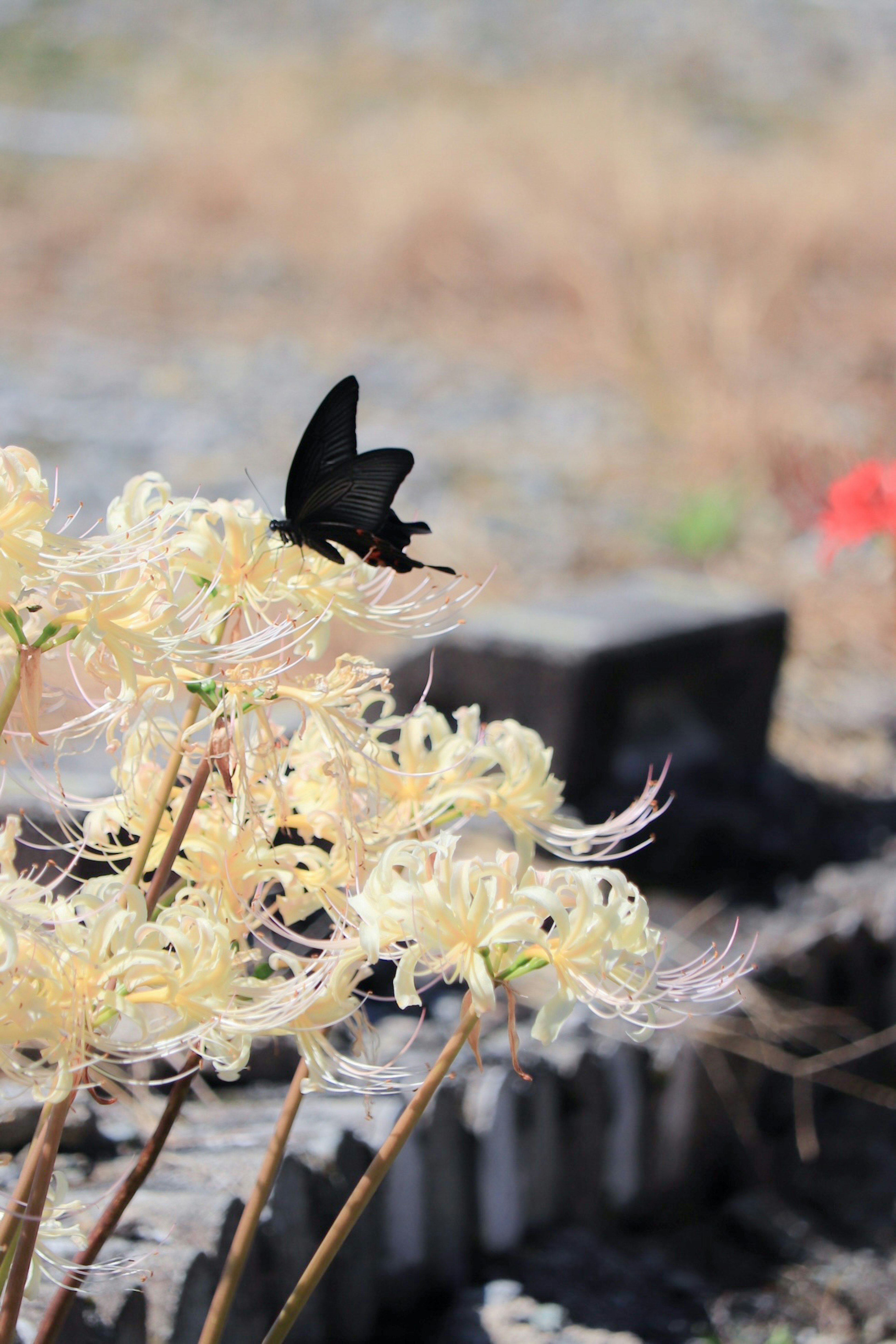 黒い蝶が白い花にとまっている風景