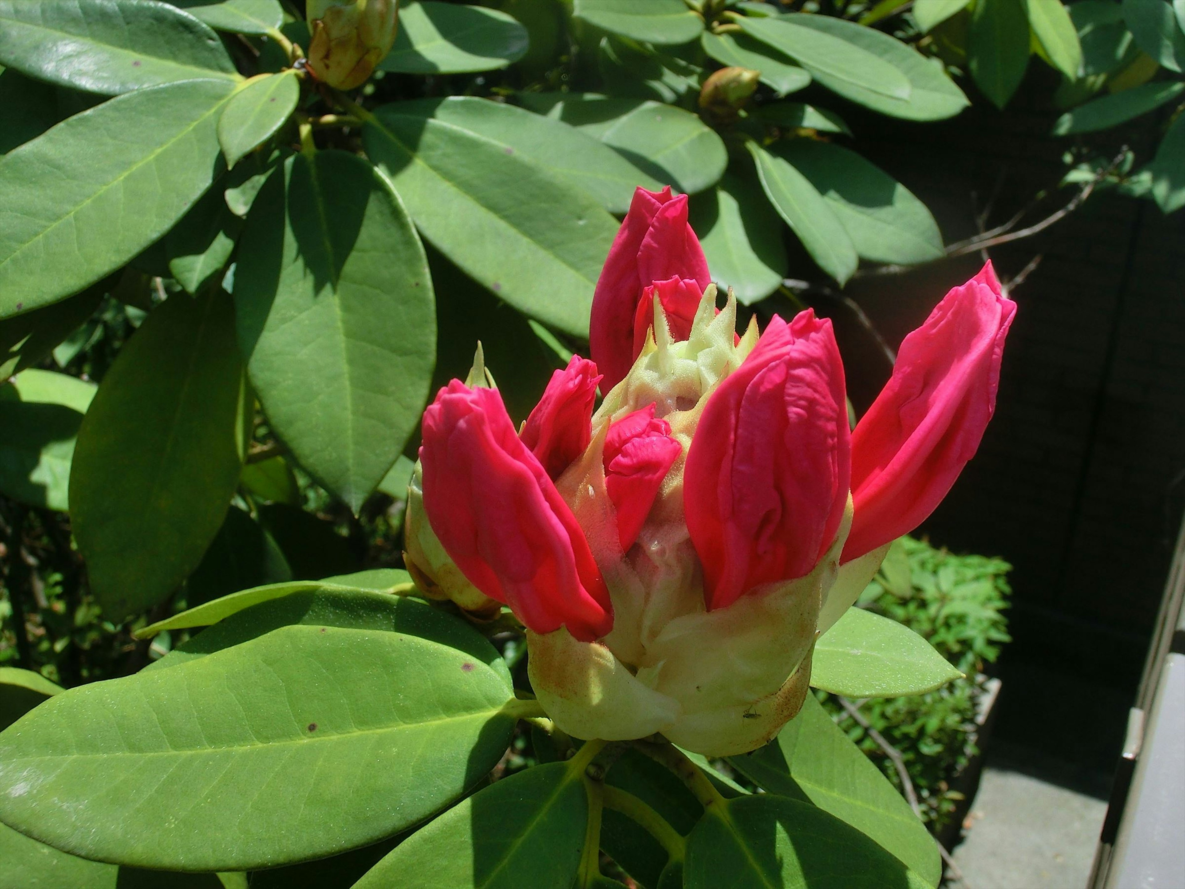 Kuncup bunga rhododendron berwarna merah muda cerah dikelilingi daun hijau