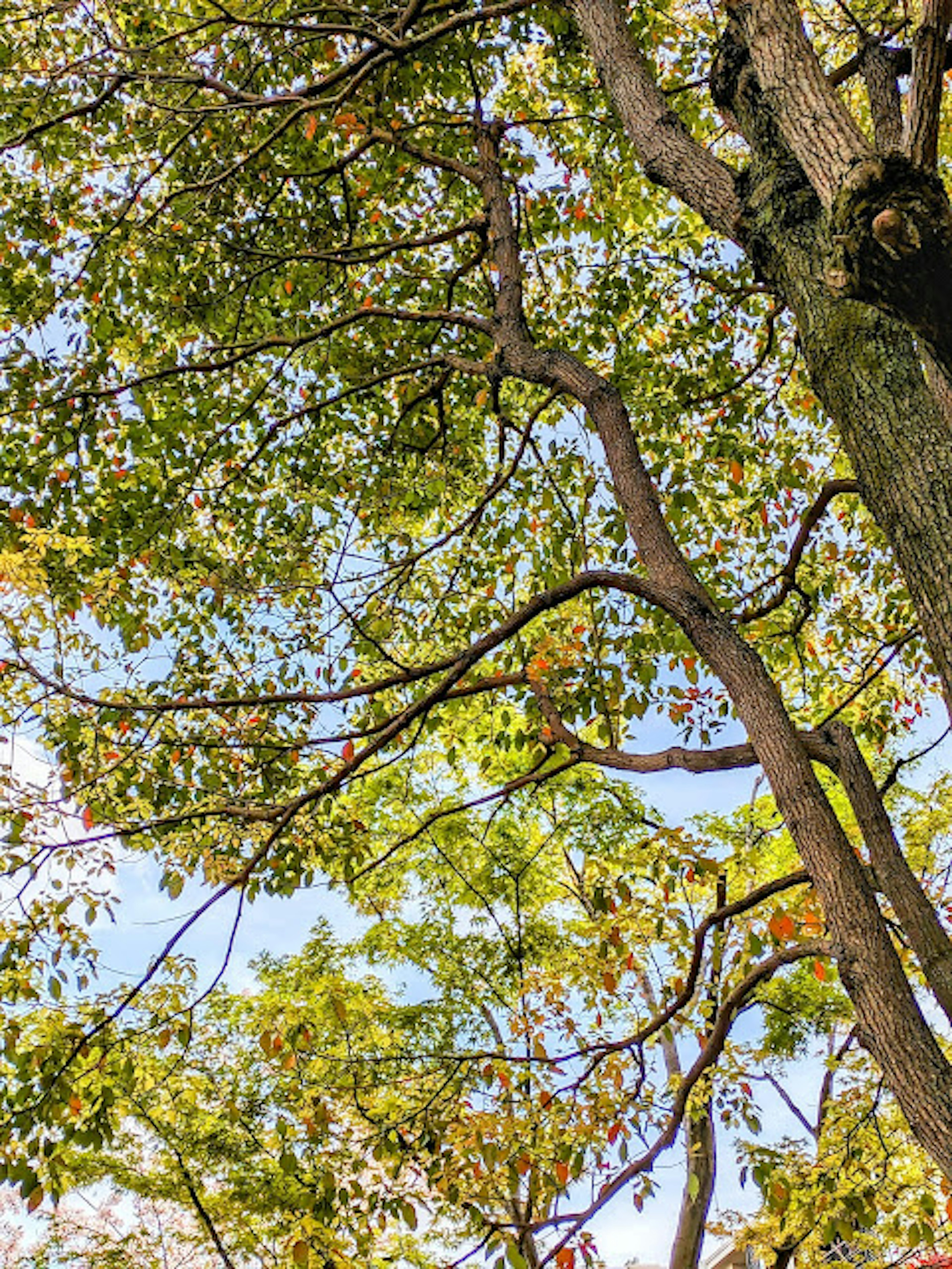 Upper part of a tree with lush green leaves and blue sky