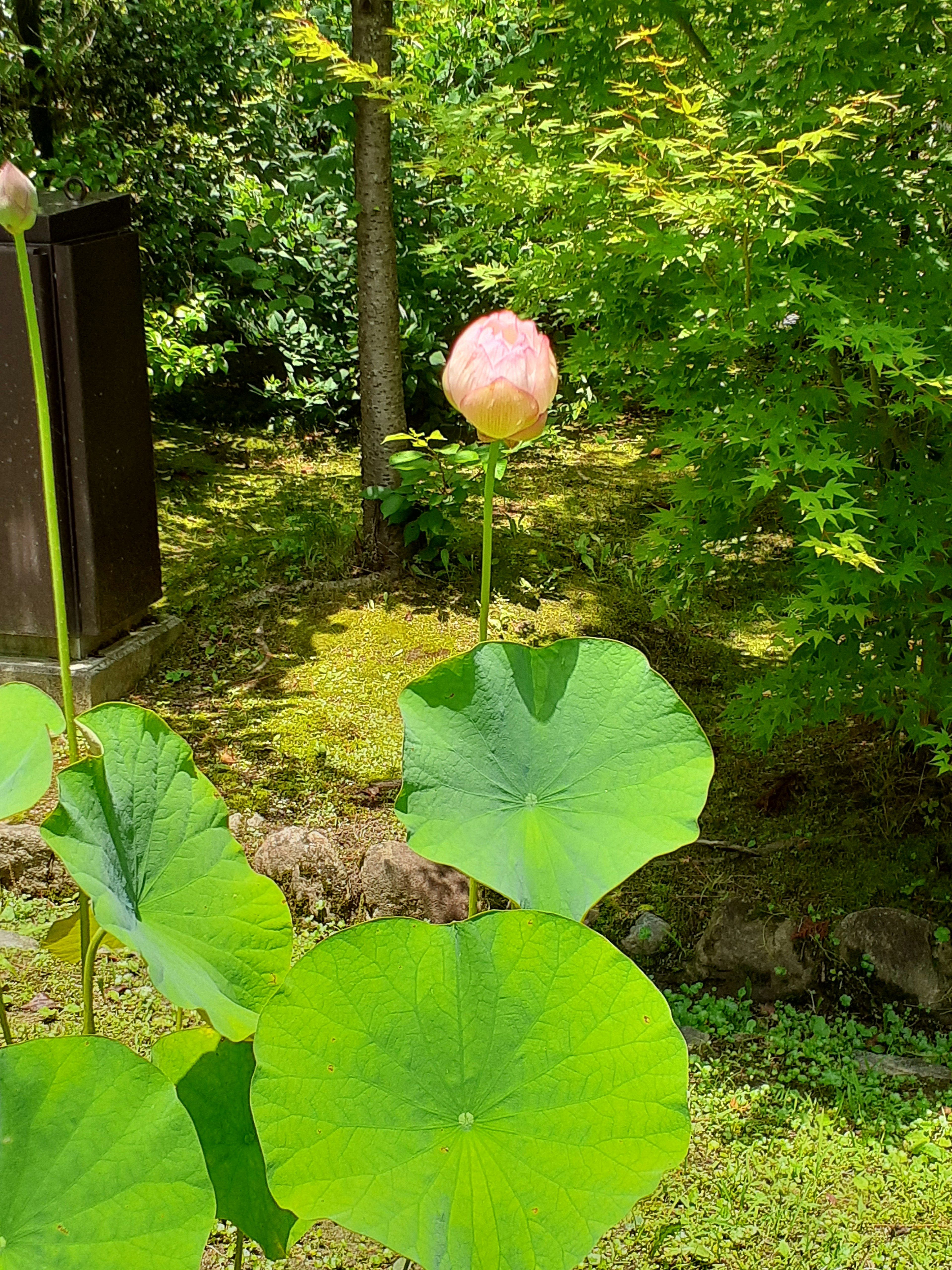 ピンク色の蓮の花が咲きかけている緑豊かな庭の景色