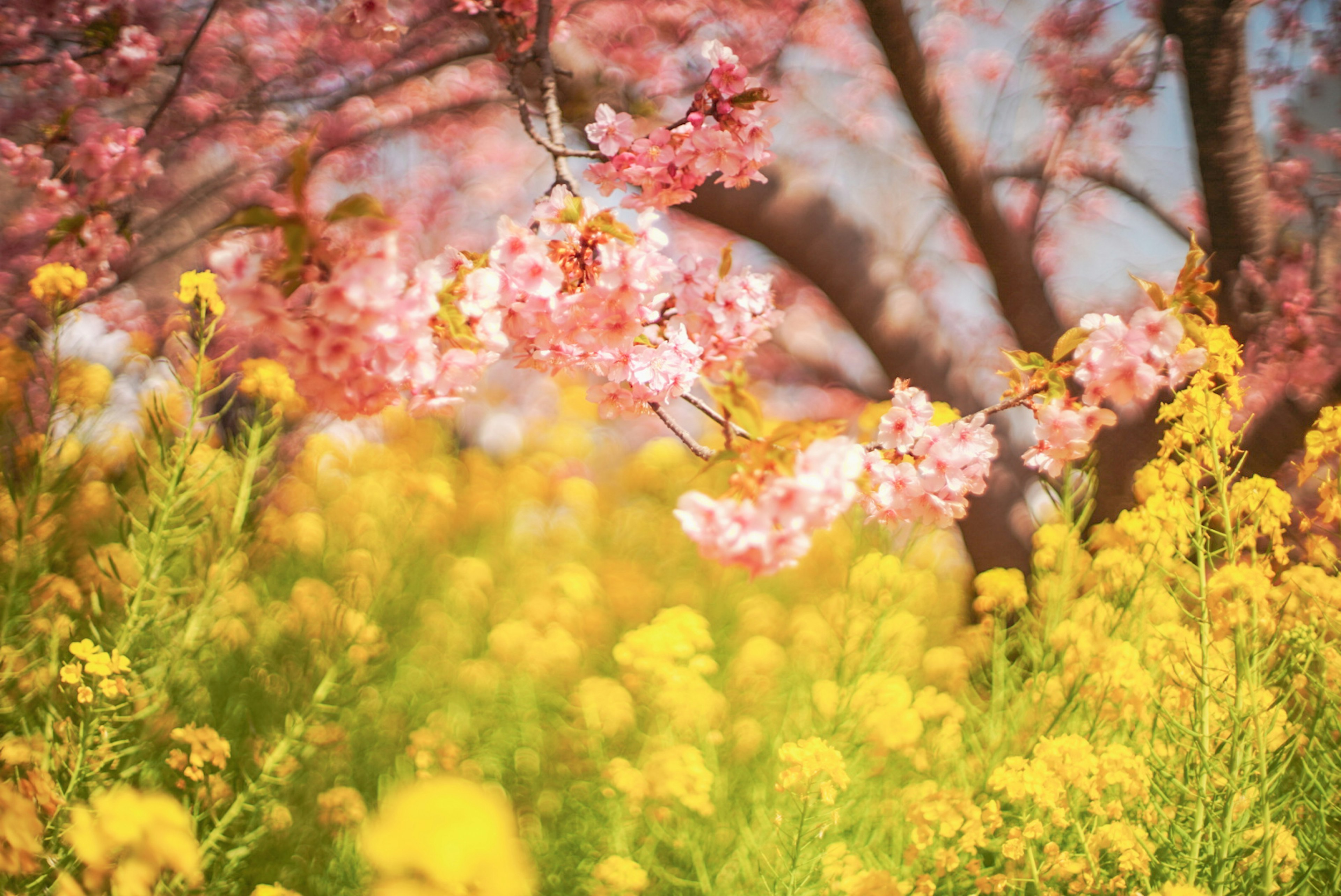 桜の花と黄色い花々が咲く風景