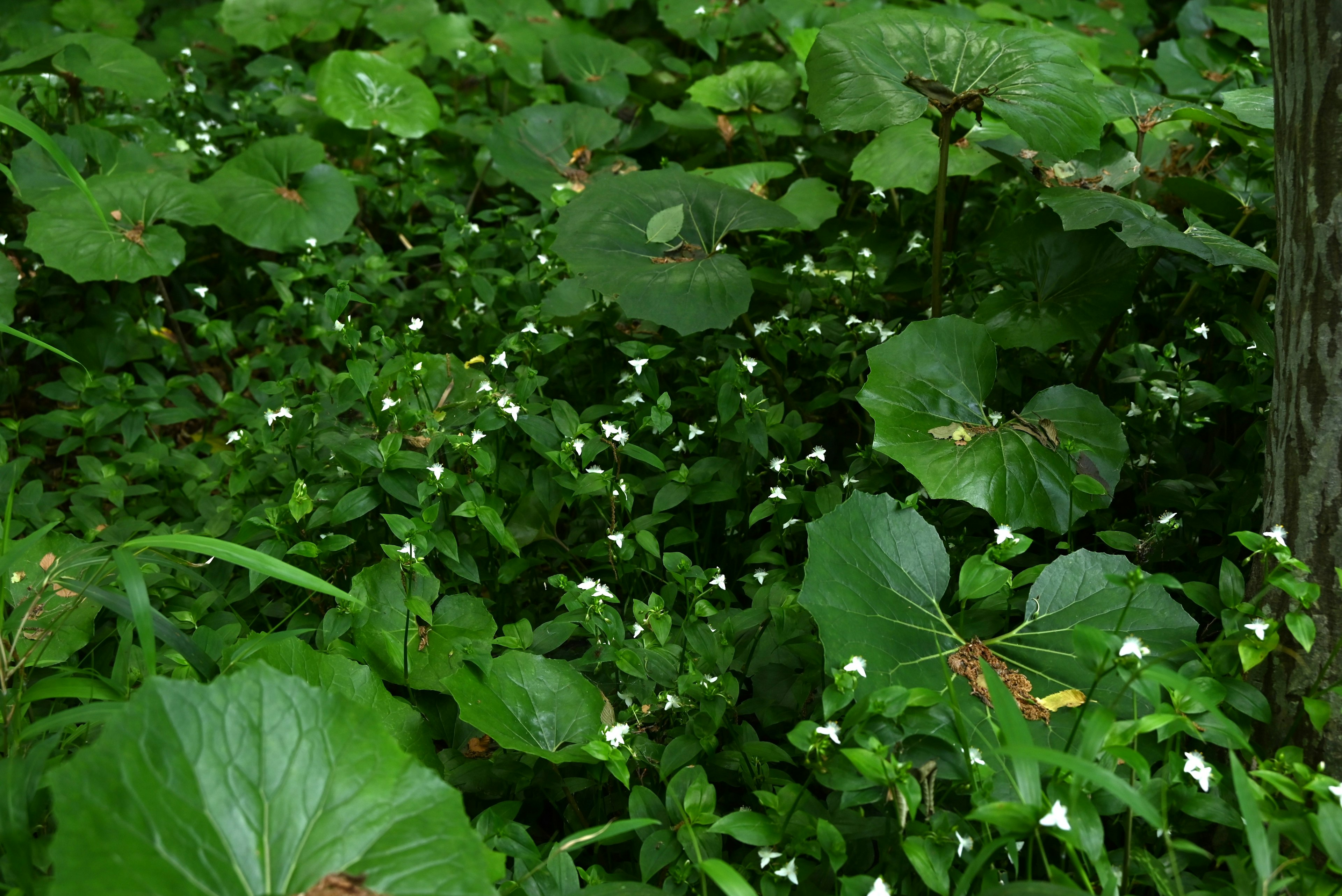 Vegetación exuberante con pequeñas flores blancas dispersas entre grandes hojas verdes